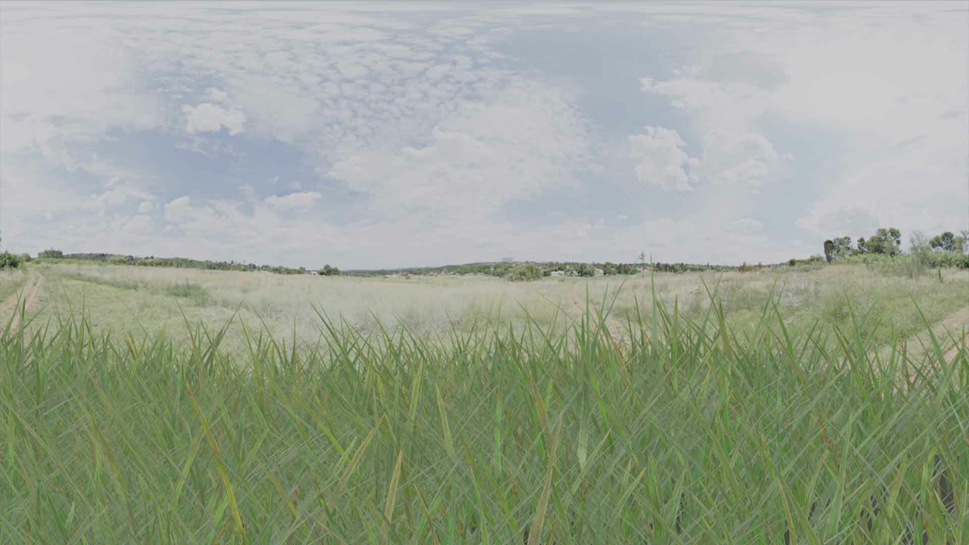 ArtStation - Real time grass rendering
