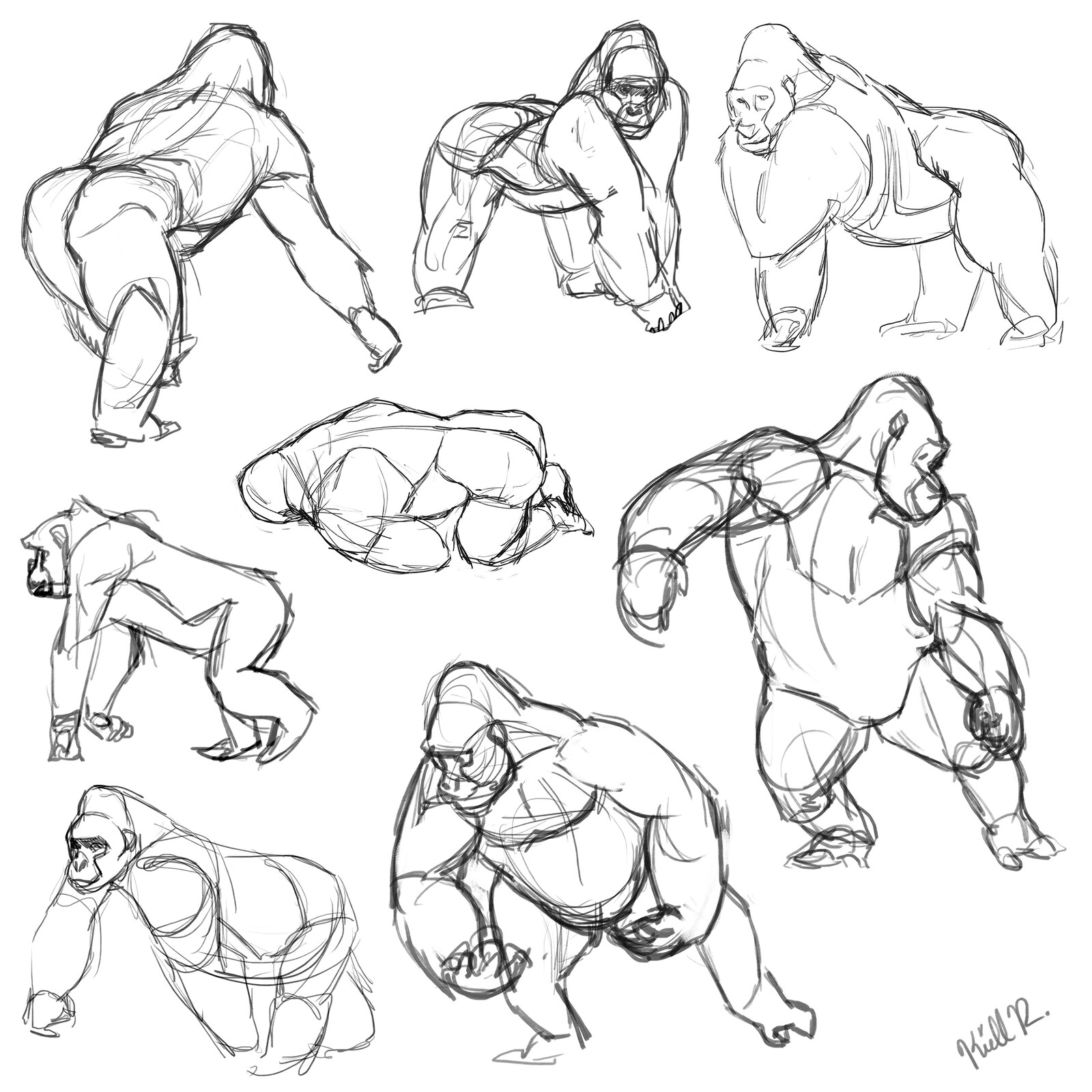 Artstation Animal Studies Gorillas Kiell Ruterbories