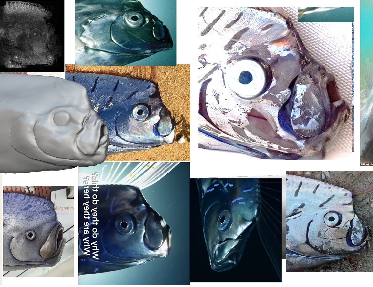 Here's an example of some of the references used for the head (with a "in-progress" version of the model, on the left). Specimens at different ages