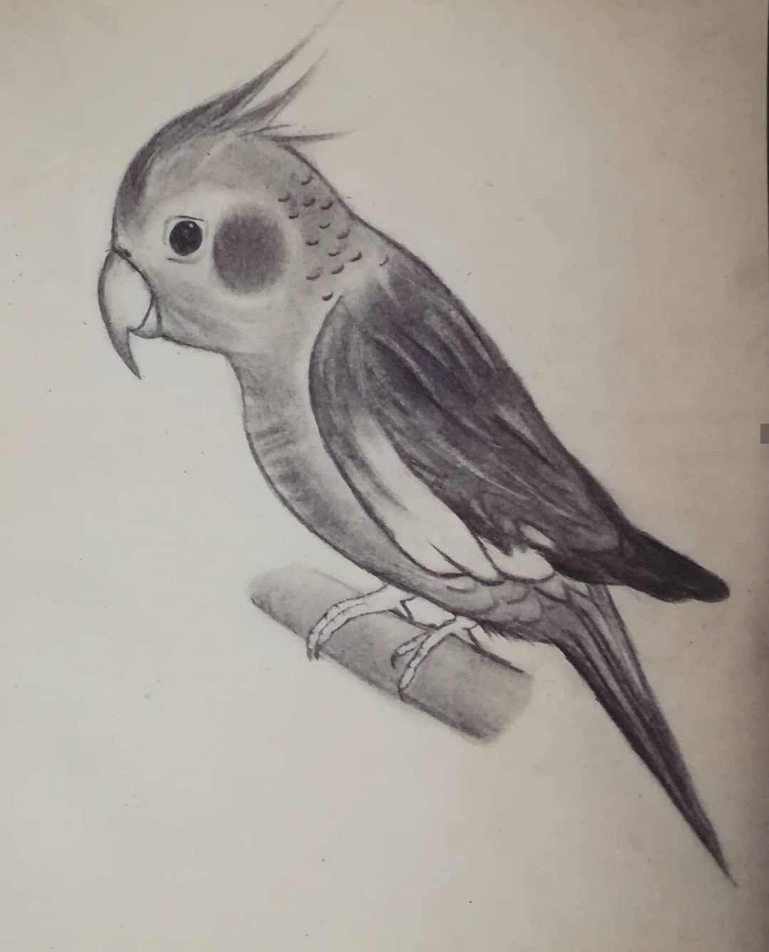 ArtStation - Parrot Sketch