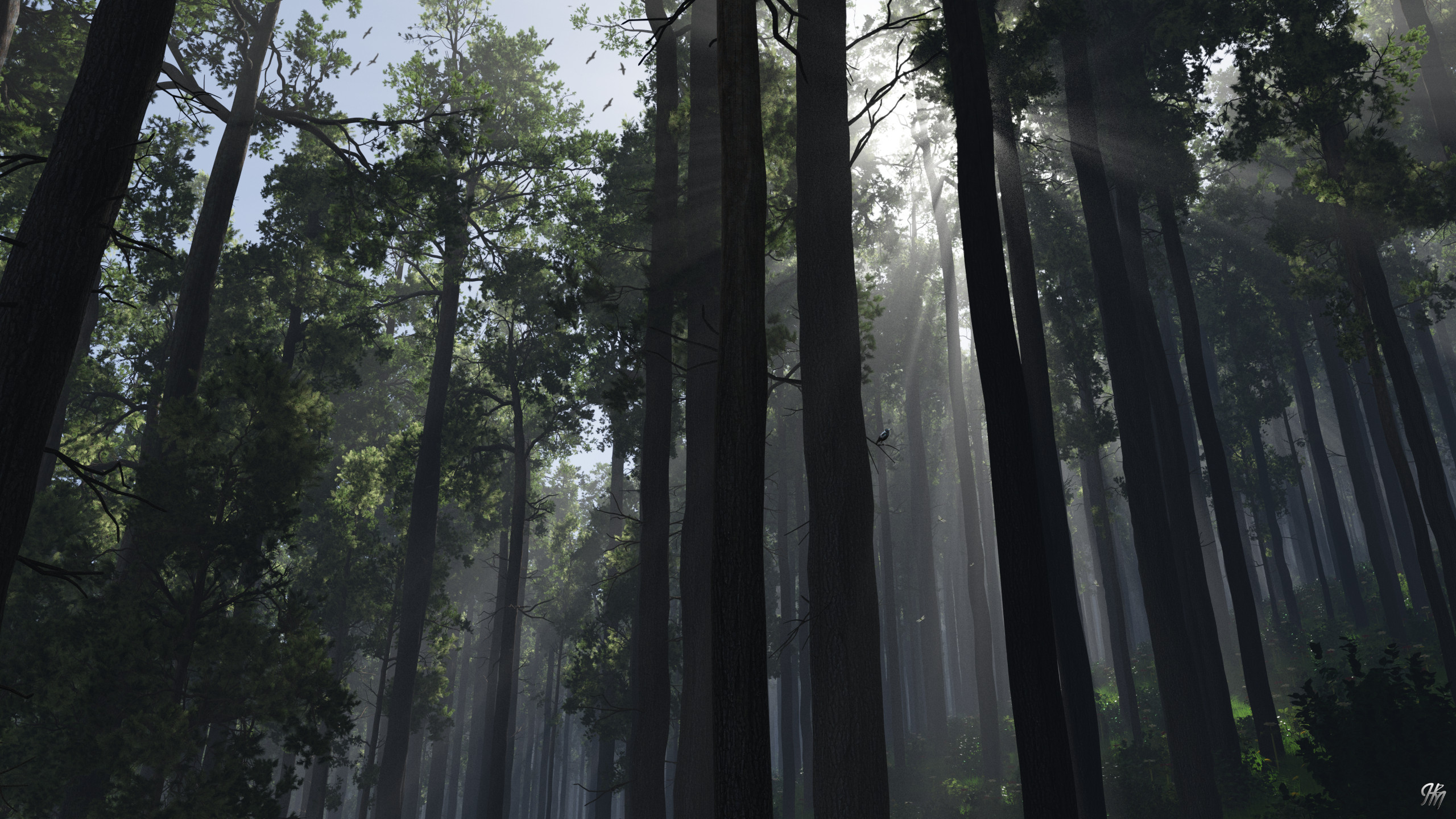 Forest Morning
20190921TG