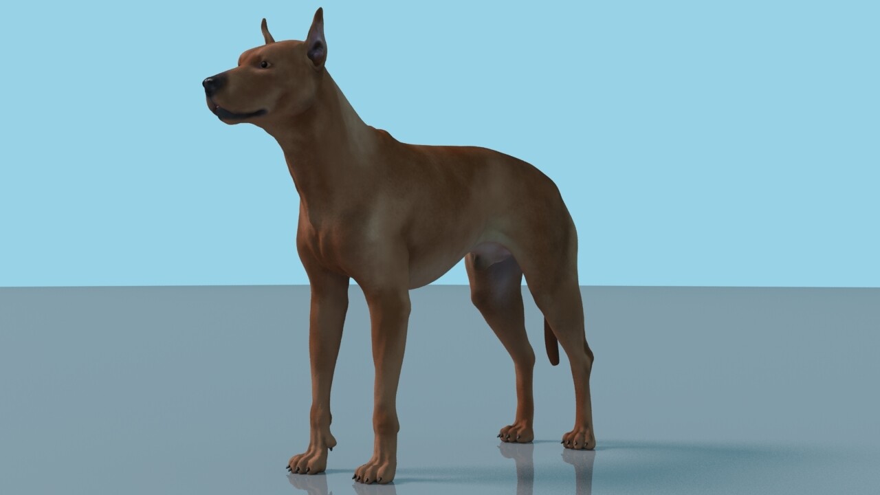 german pinscher dog