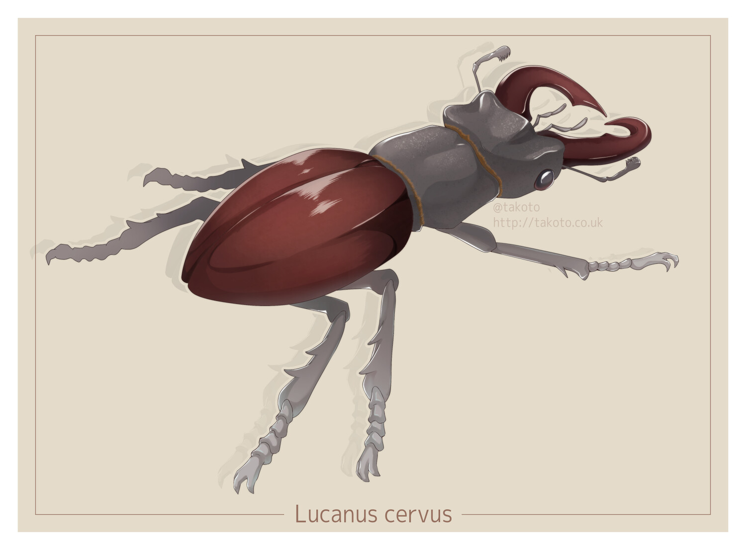 ArtStation - Lucanus cervus