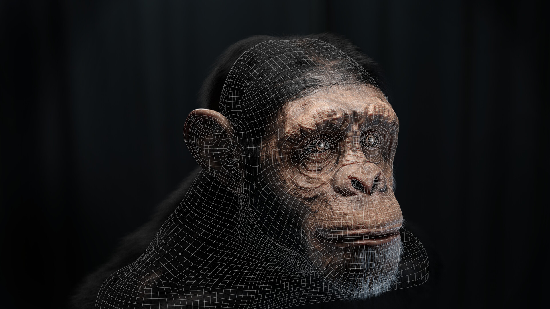 Boris monkey sale