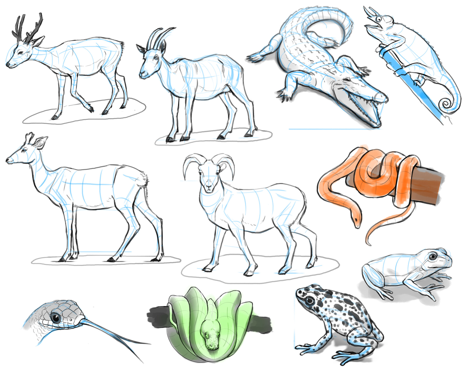ArtStation - Animal Anatomy and Sketches