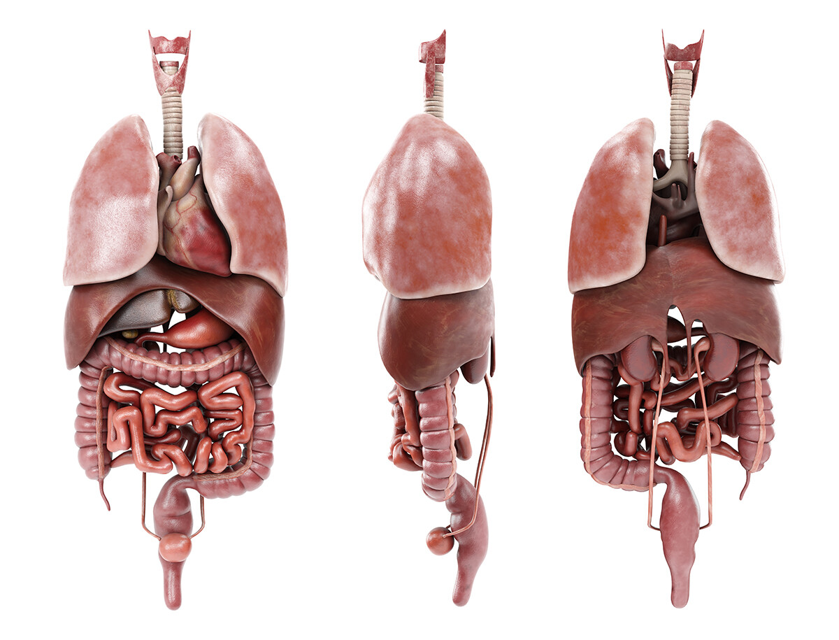 Анатомия человека внутренние органы 3d