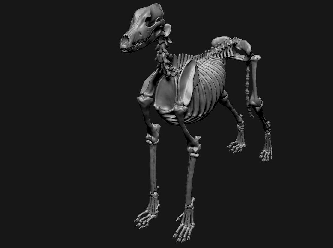 Full skeleton