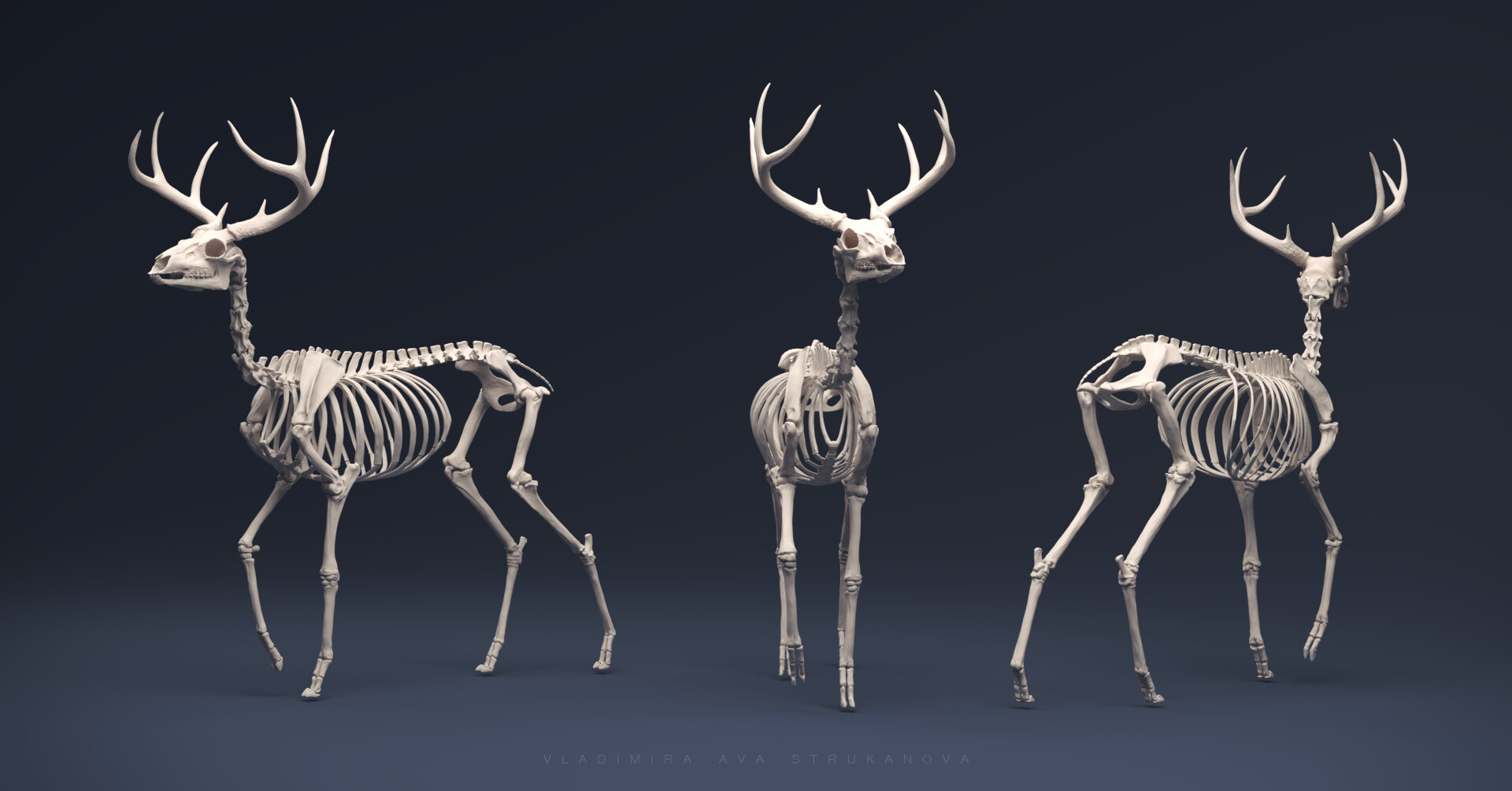 Орган оленя. Скелет оленя. Анатомия оленя. Скелет благородного оленя. Анатомия оленя скелет.
