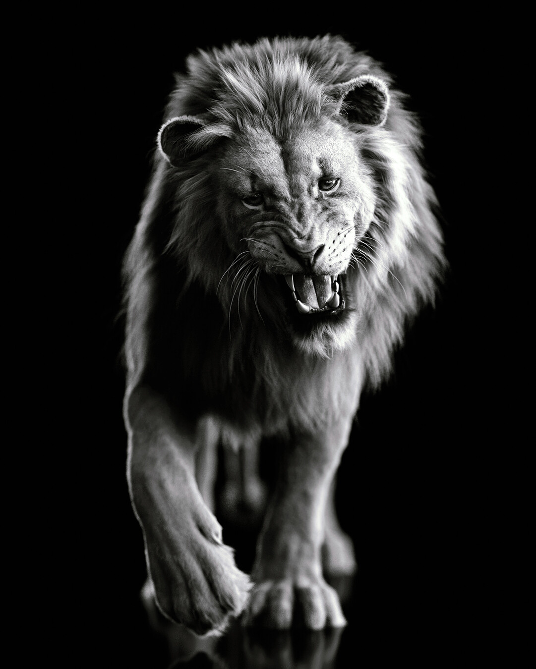 Grinning lion (B&amp;W)