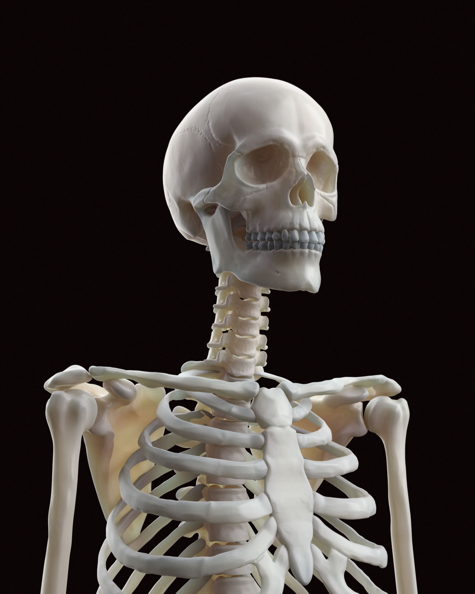 Three quarter view on skeleton