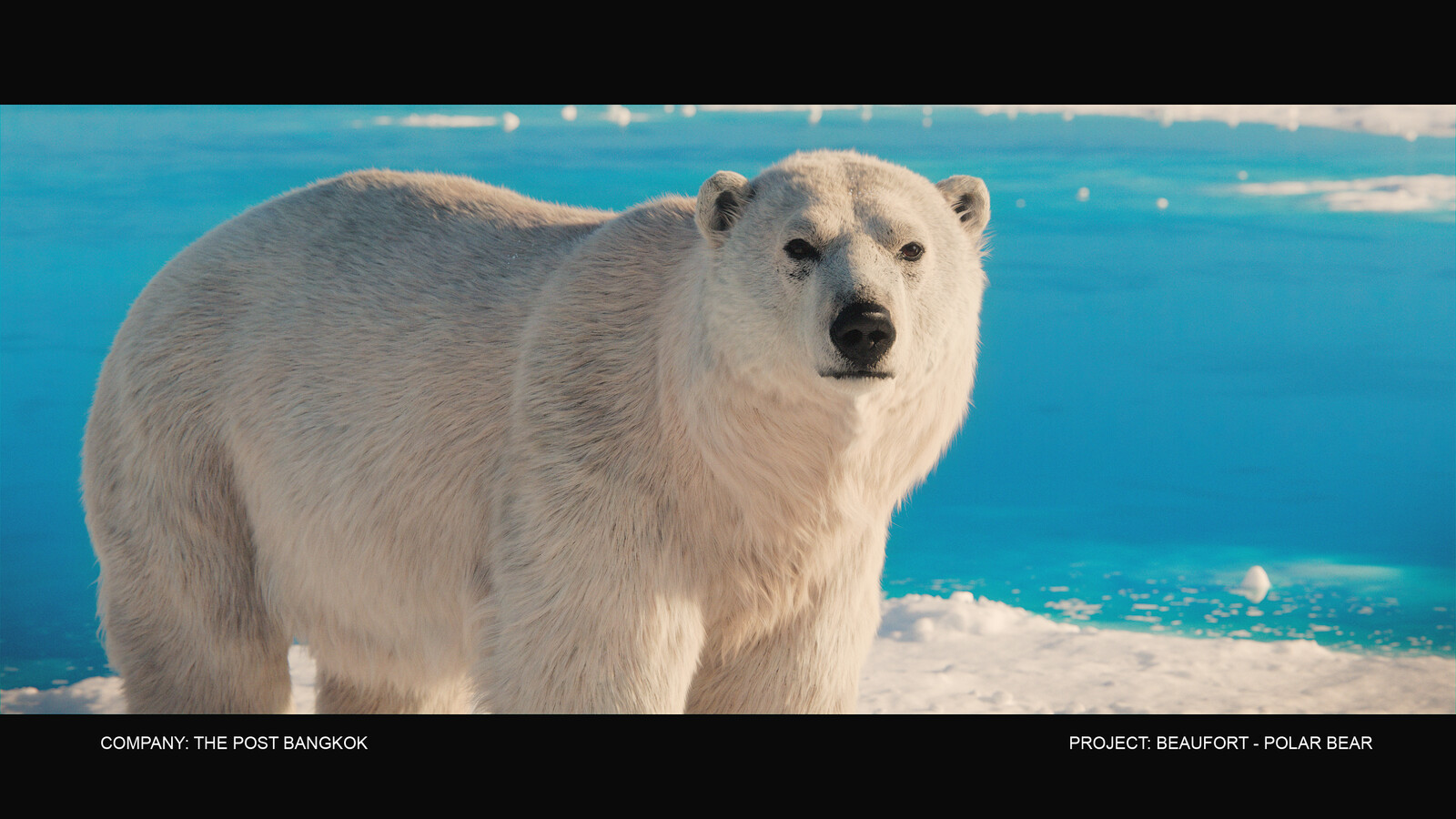 Final : Polar Bear