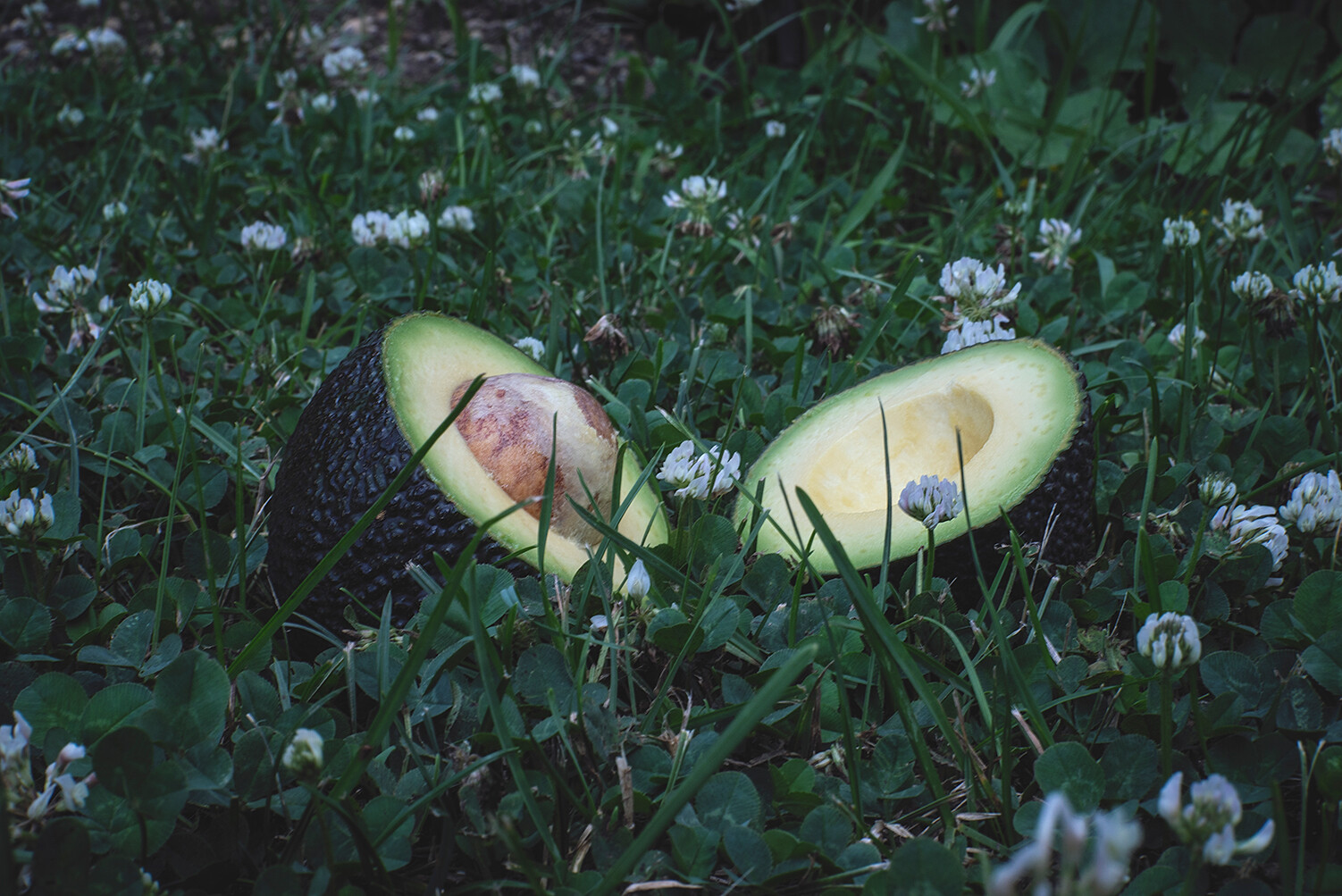 "Perennial"