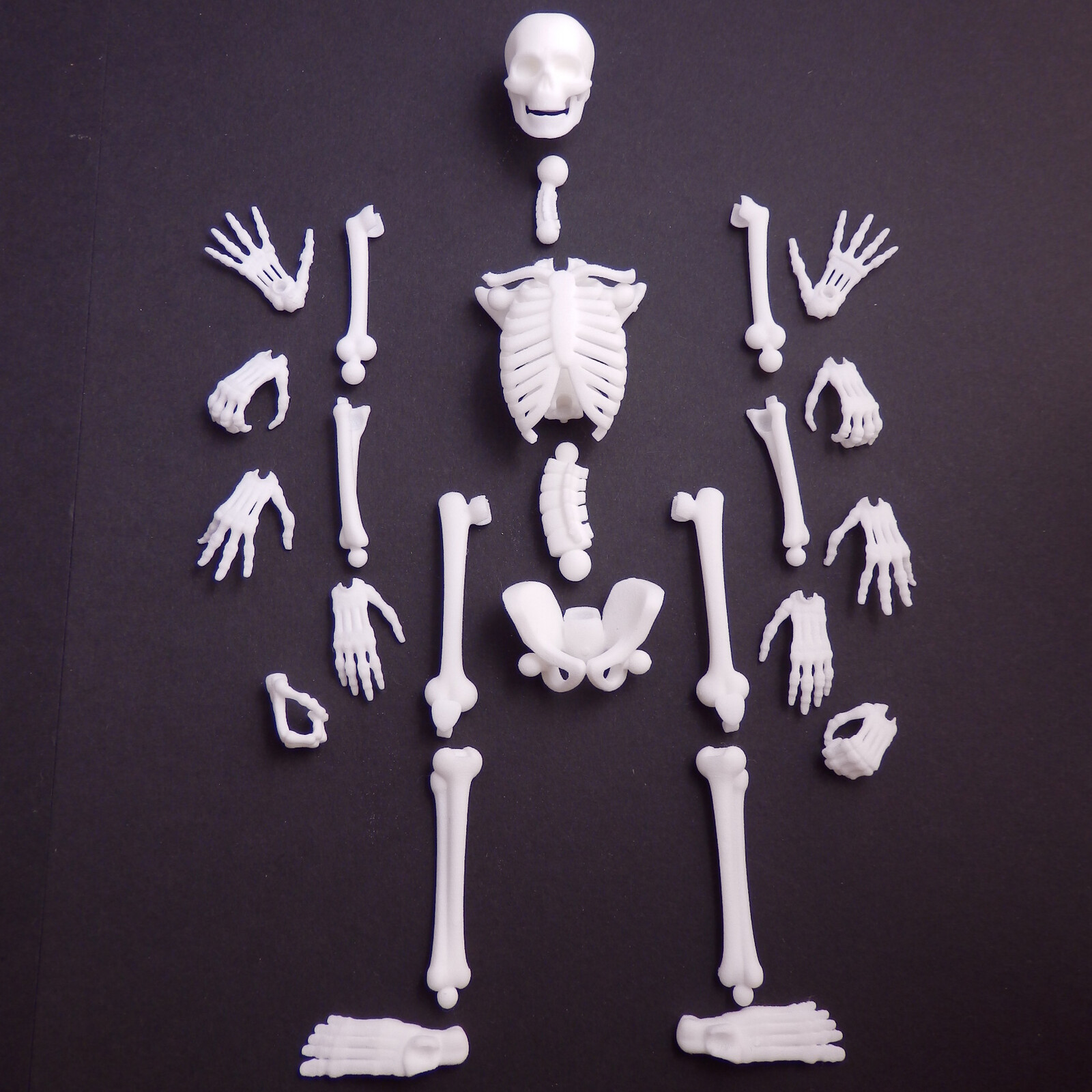 mattbag3d 3d Printed Articulated Skeleton