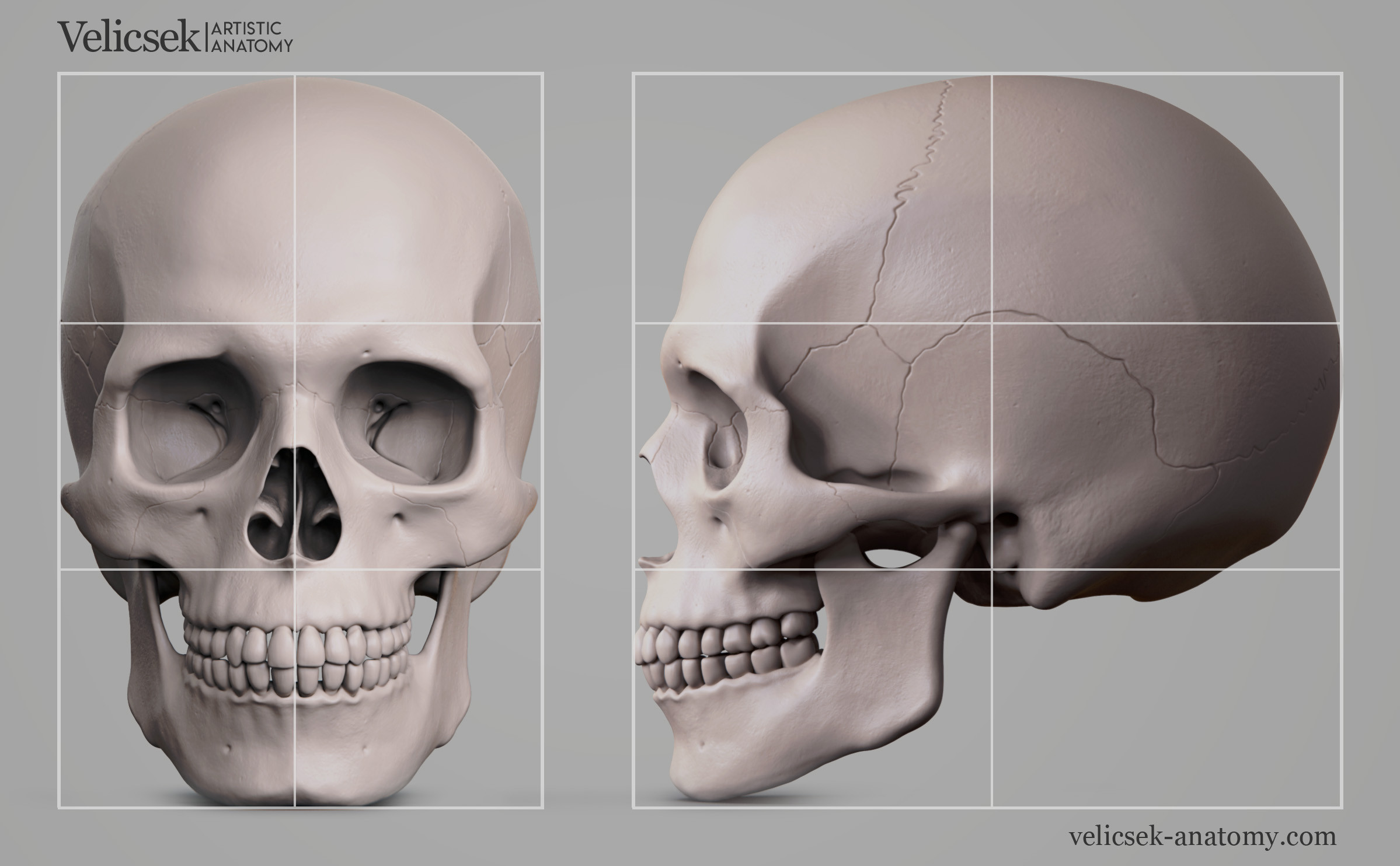 Skull proportions 