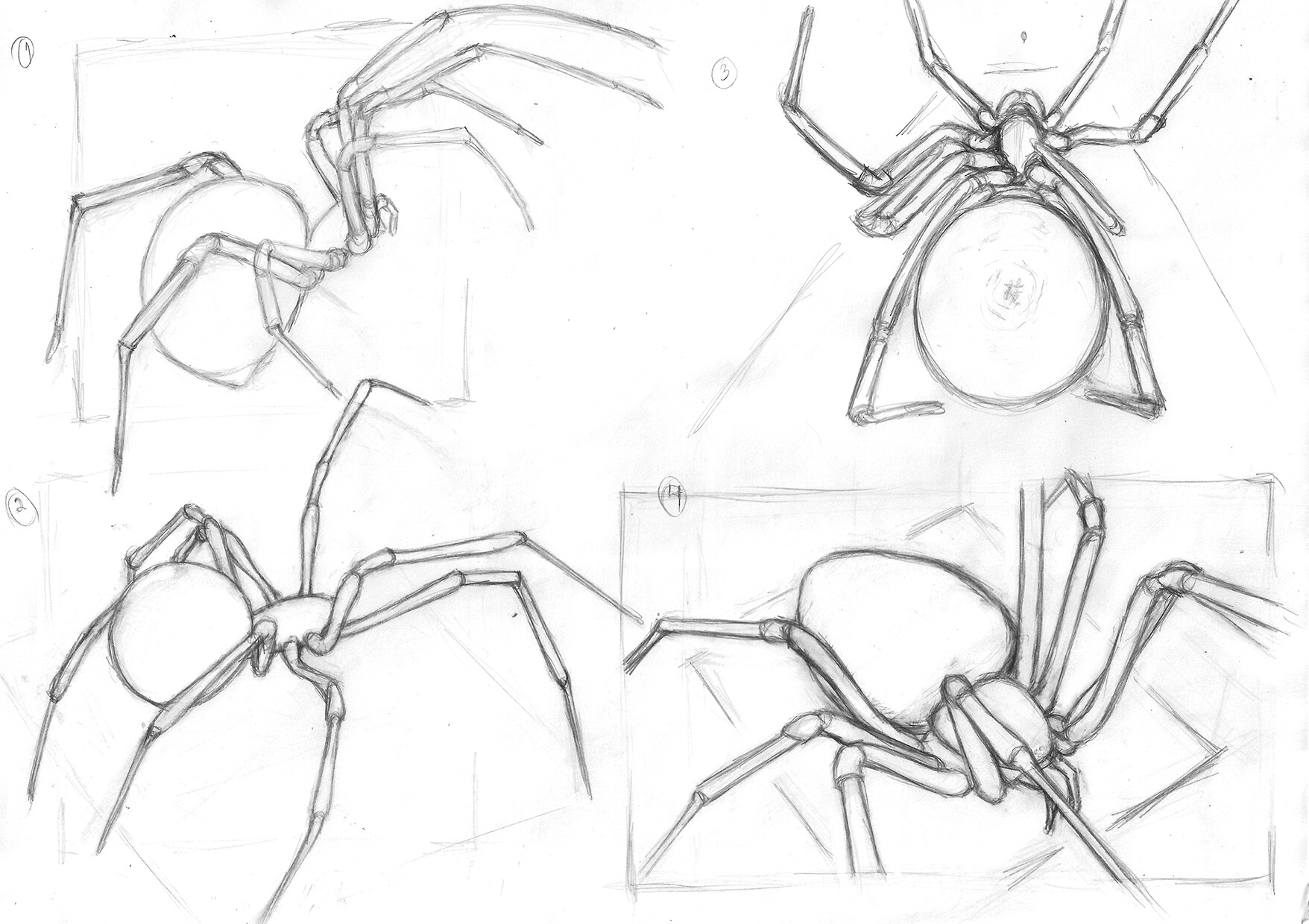 ArtStation - Spider studies 2