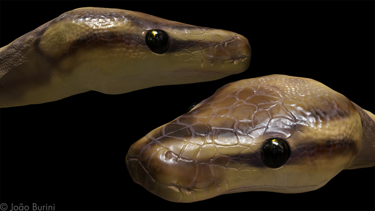 ball python head