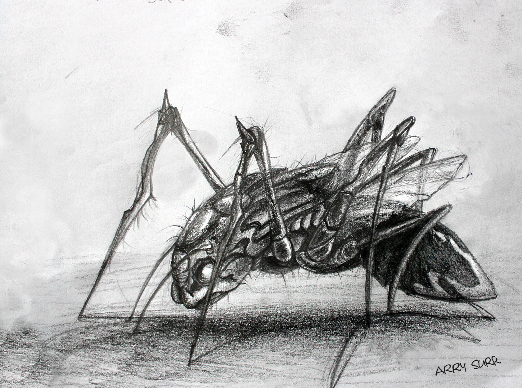 Some recent insect sketches from reference, one of my favorite subjects.  1.5 hours for each : r/Sketch