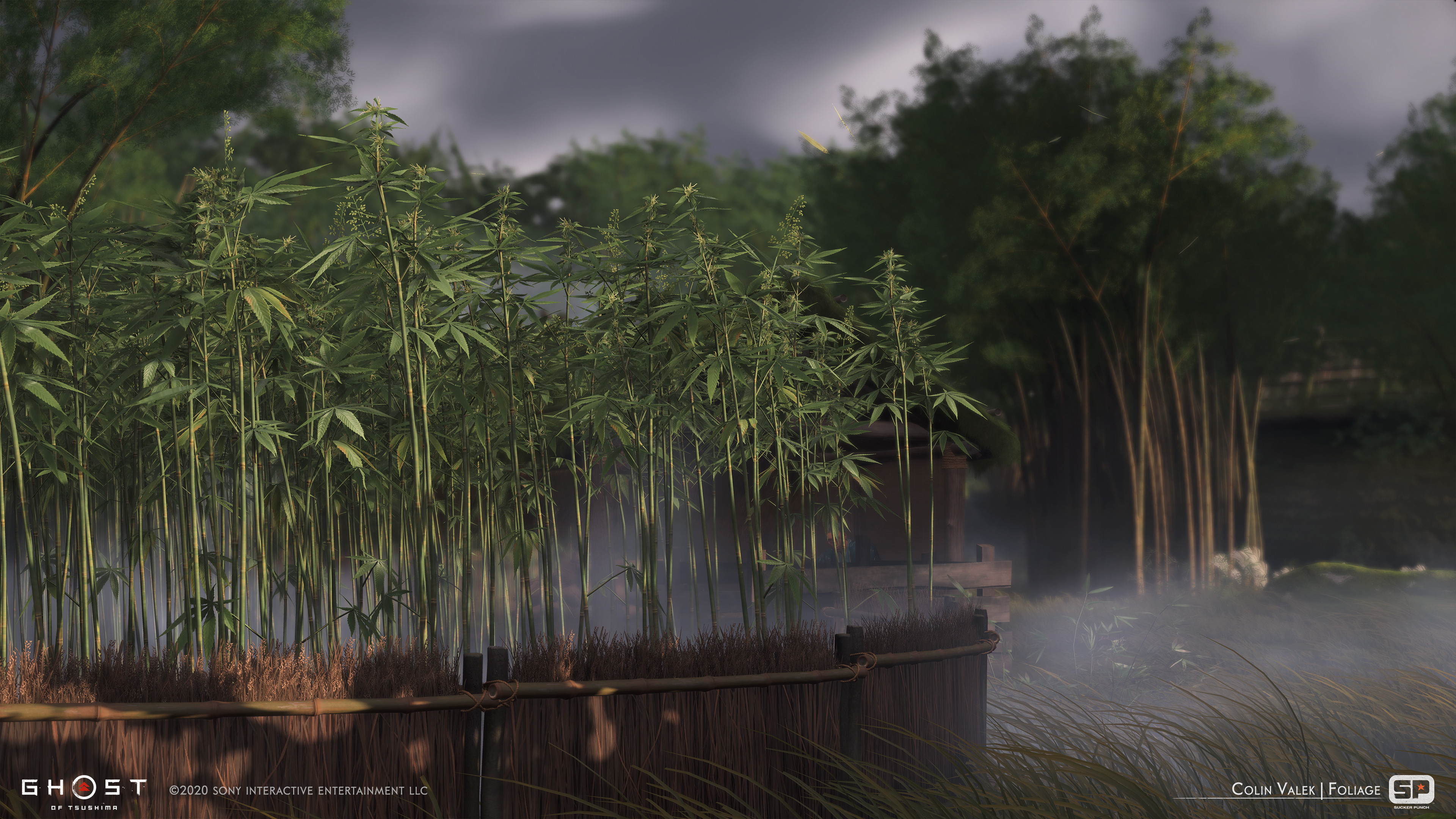 Cannabis crops