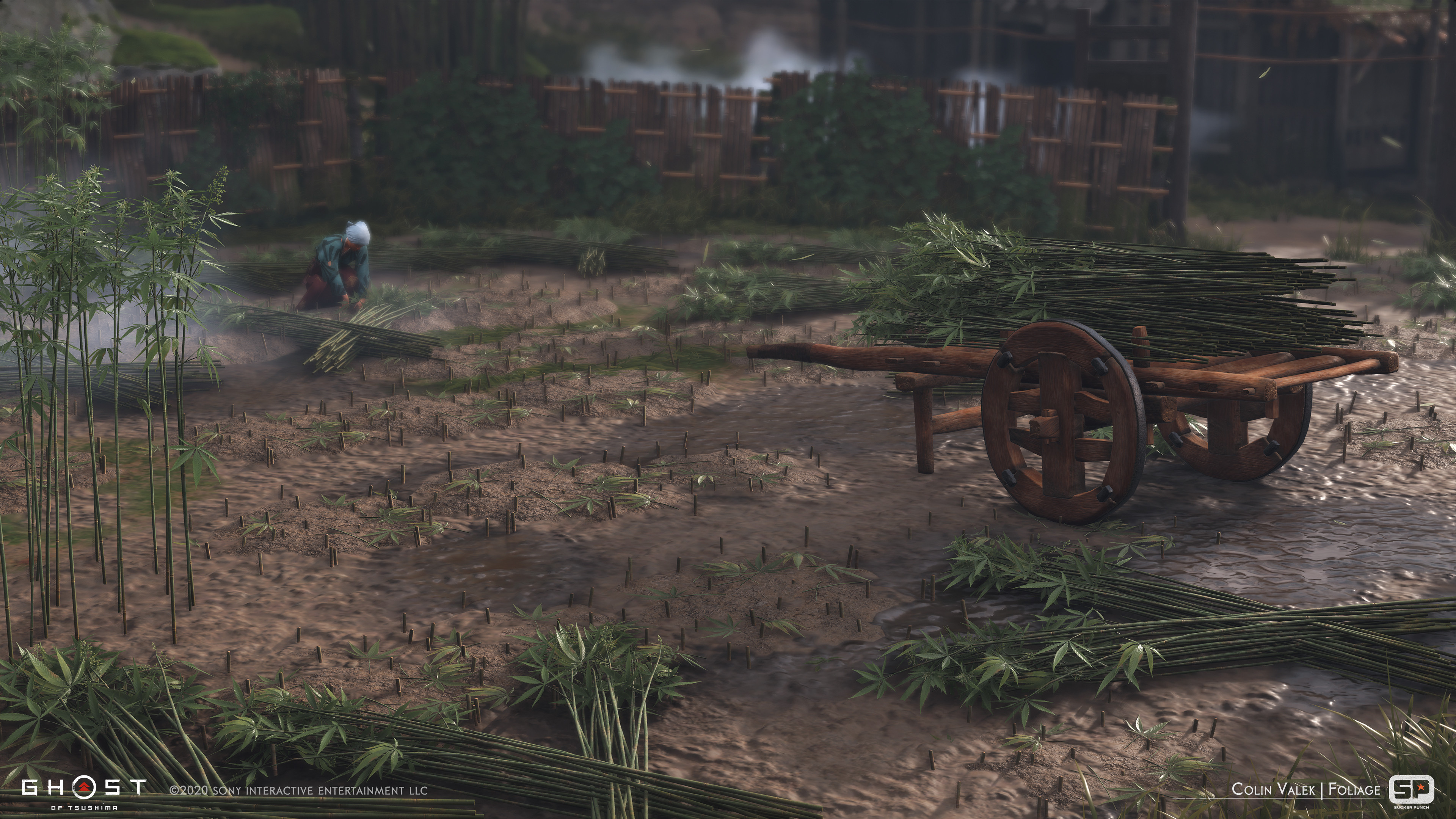 Cut down and stacked cannabis crops