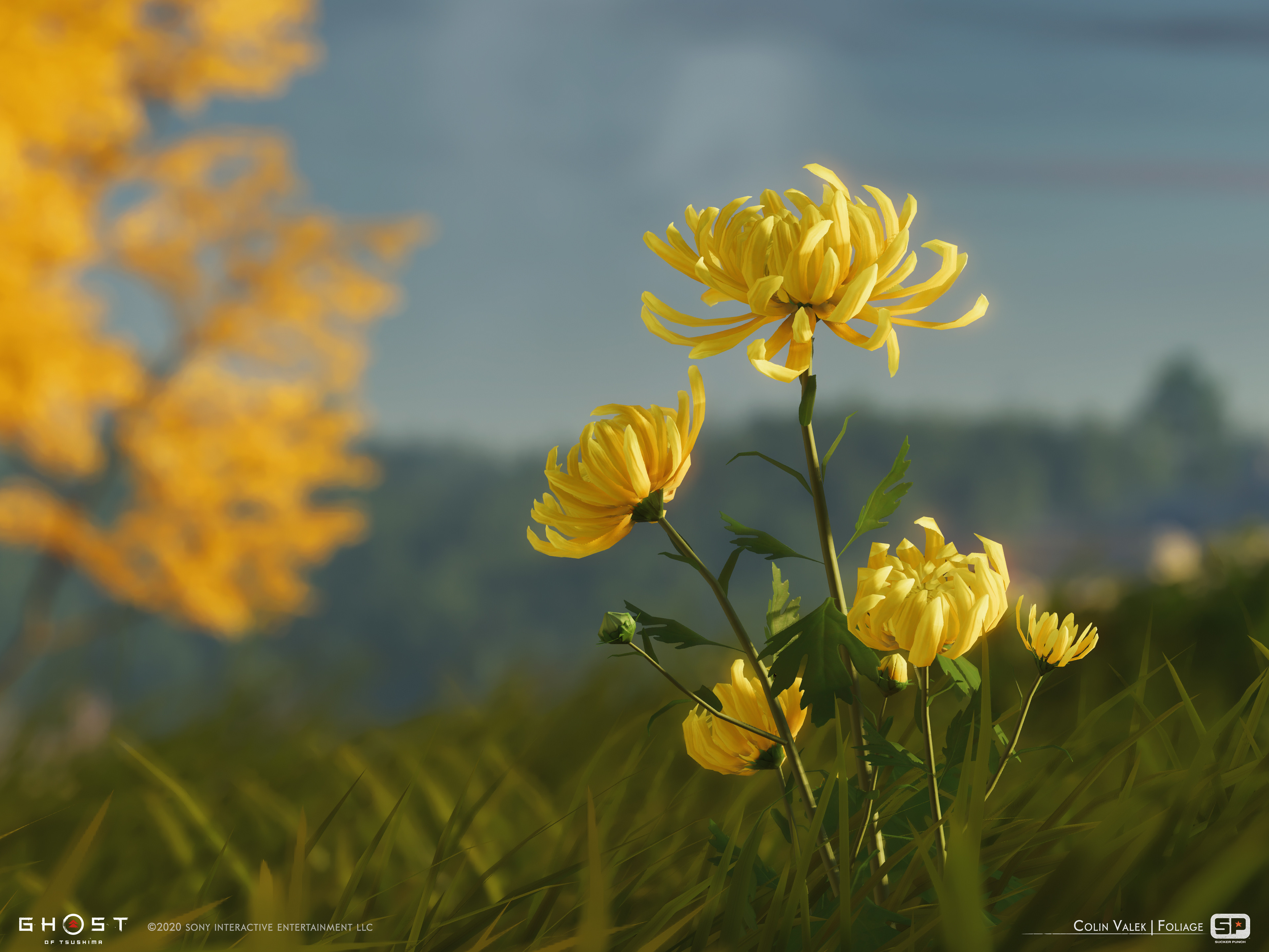 Yellow Chrysanthemum dye flower