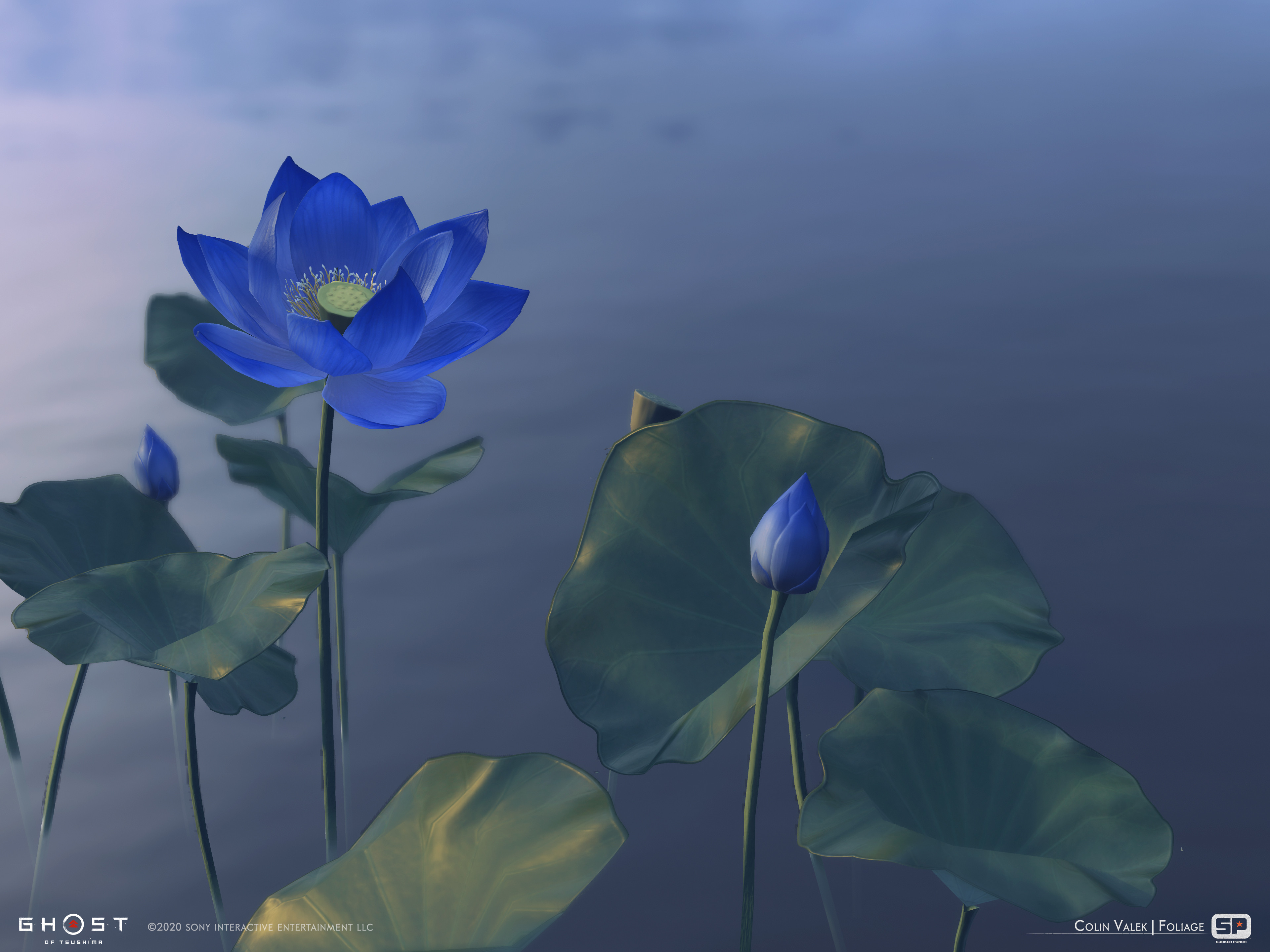 Blue Lotus dye flower