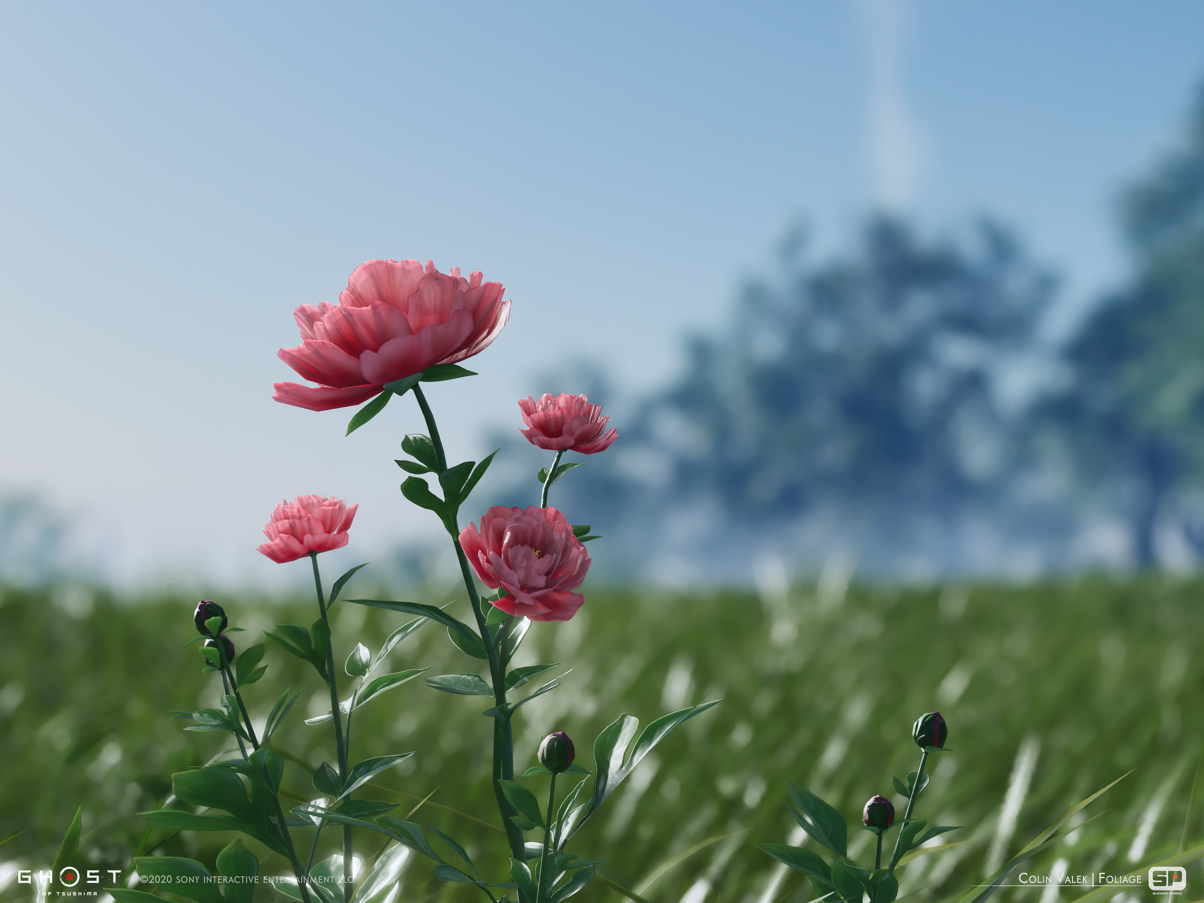 Pink Peony dye flower