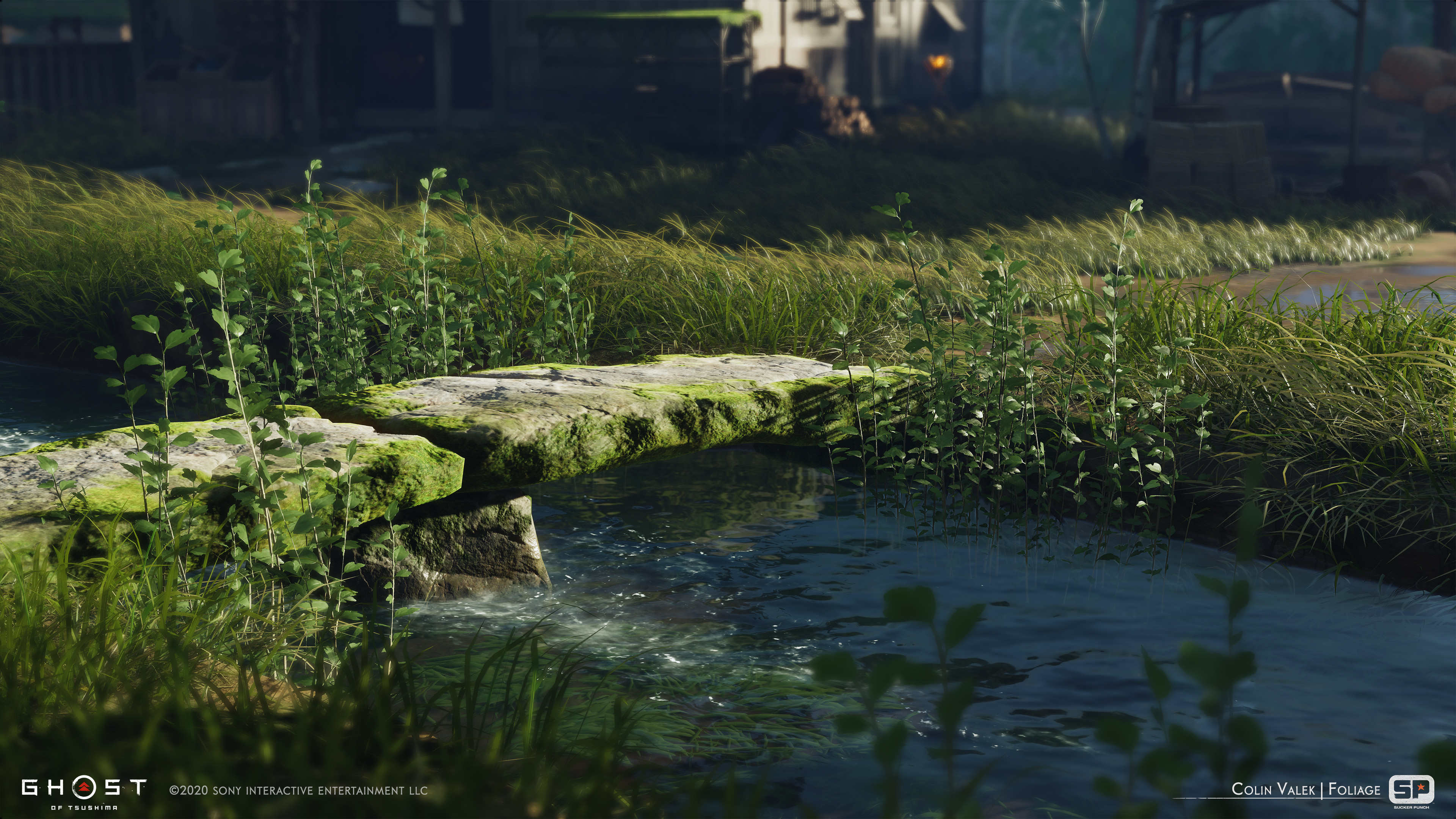 Water plants