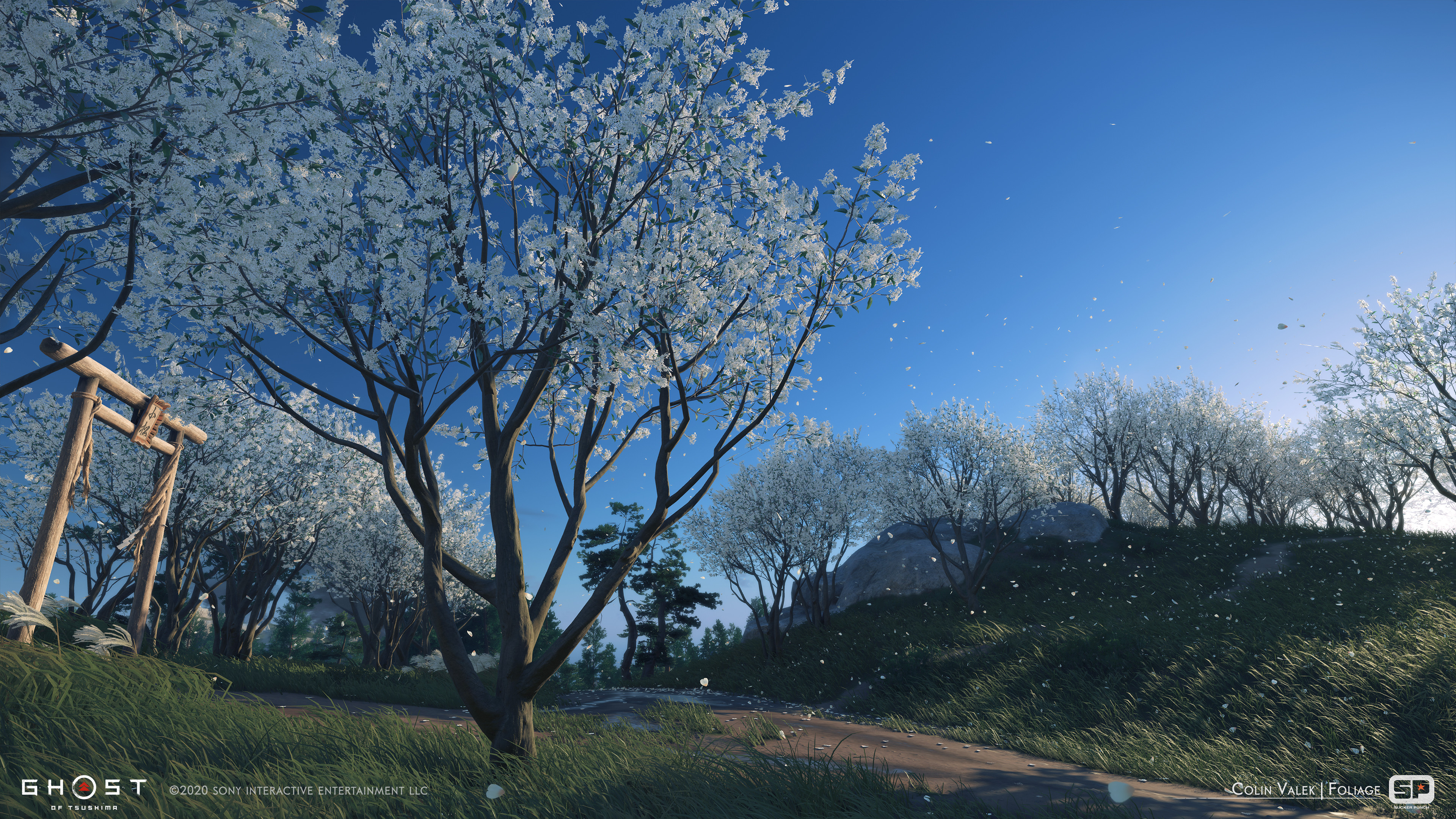Osmanthus trees