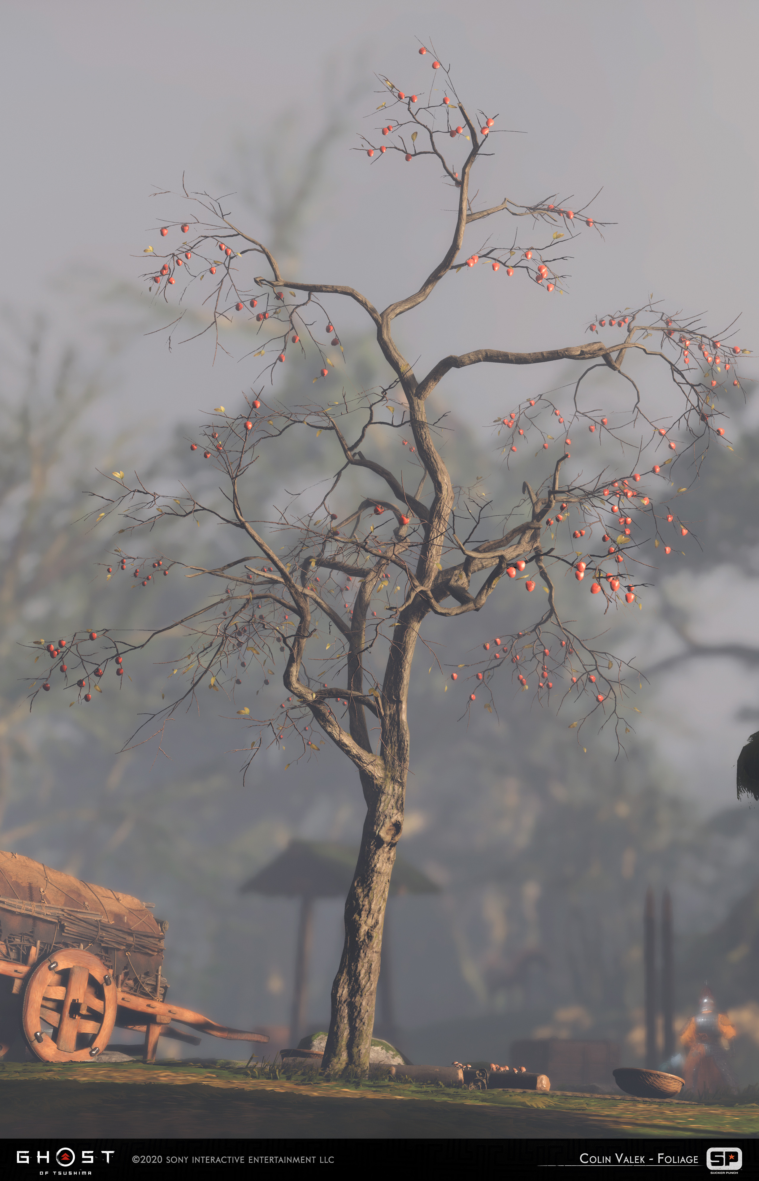 Persimmon tree