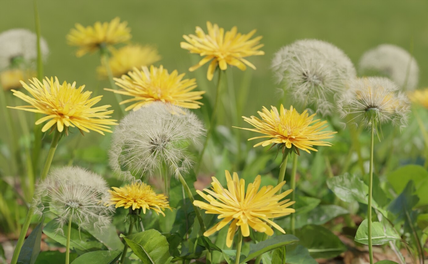 Dandelions