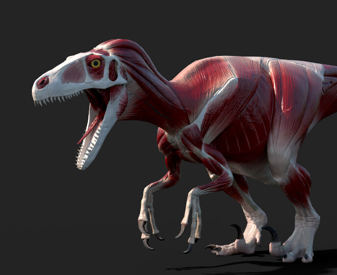 Each muscle was meticulously researched and sculpted in zbrush, conforming to the most up to date anatomy data and approved by a biological paleontologist from the University of London. This is the most up to date muscle recreation of utahraptor. 