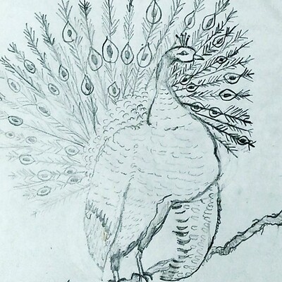 760 Koleksi Gambar Burung Merak Dari Pensil Gratis