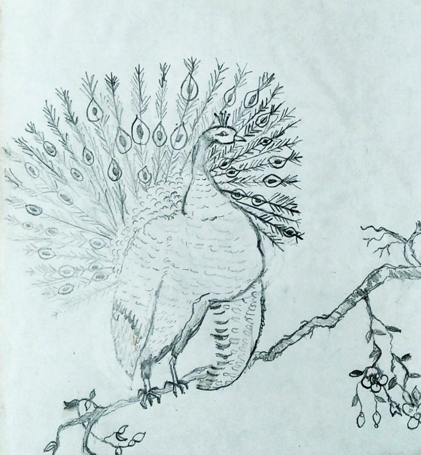 Artstation Peacock Sketch Seyed Sadegh Yousefzadeh