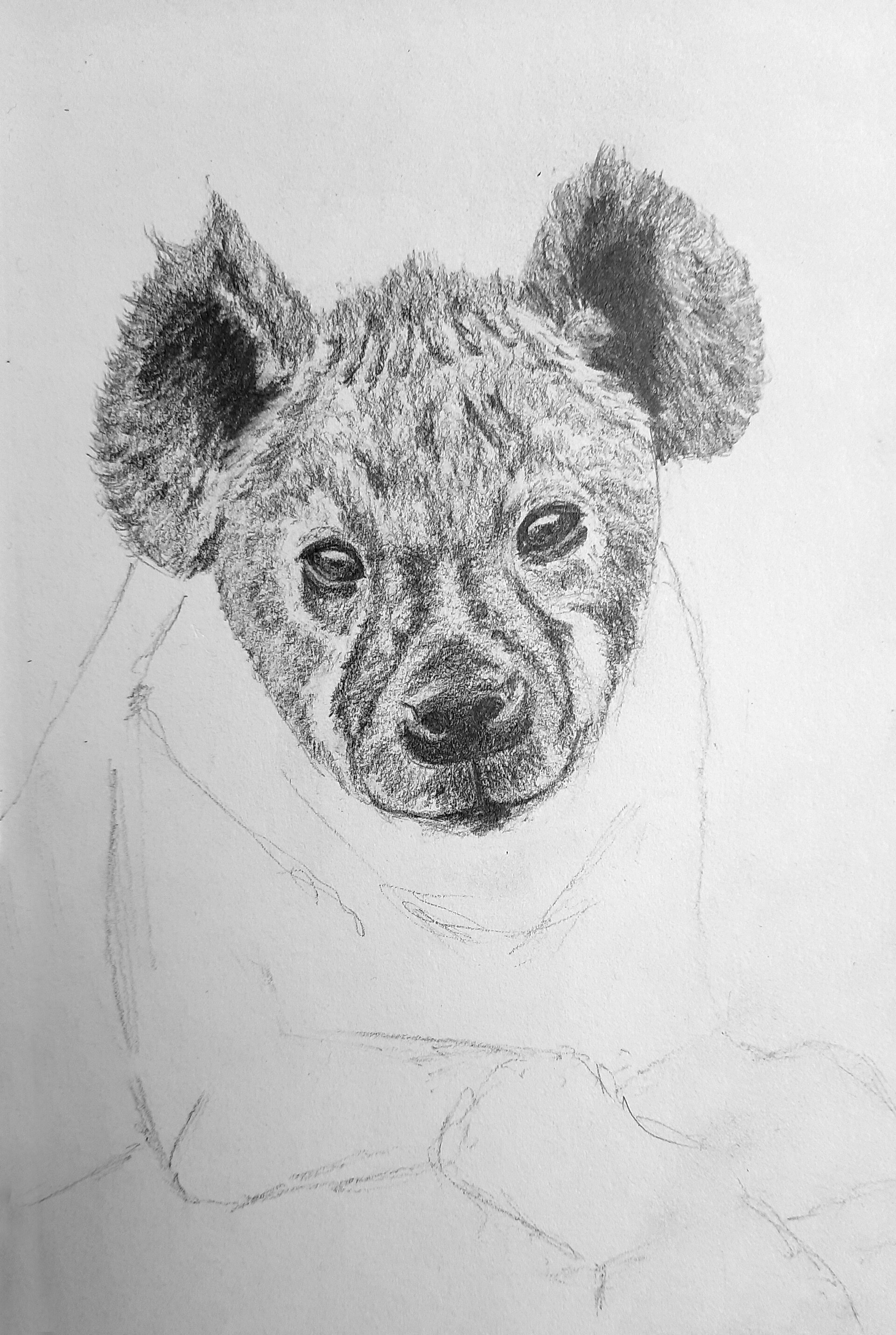 Hyena Sketch Gifts  Merchandise for Sale  Redbubble