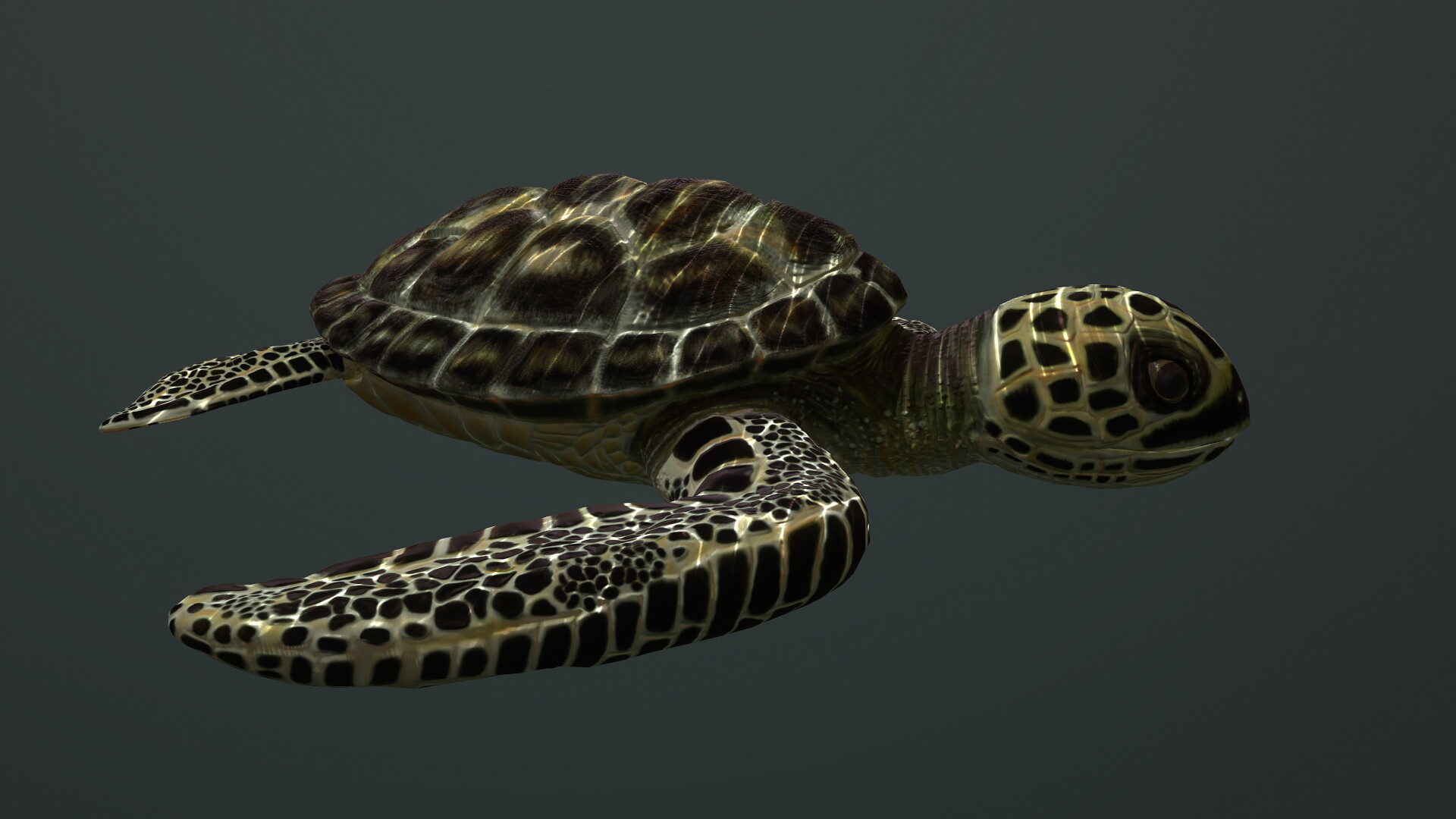 ArtStation - Turtle 3d model