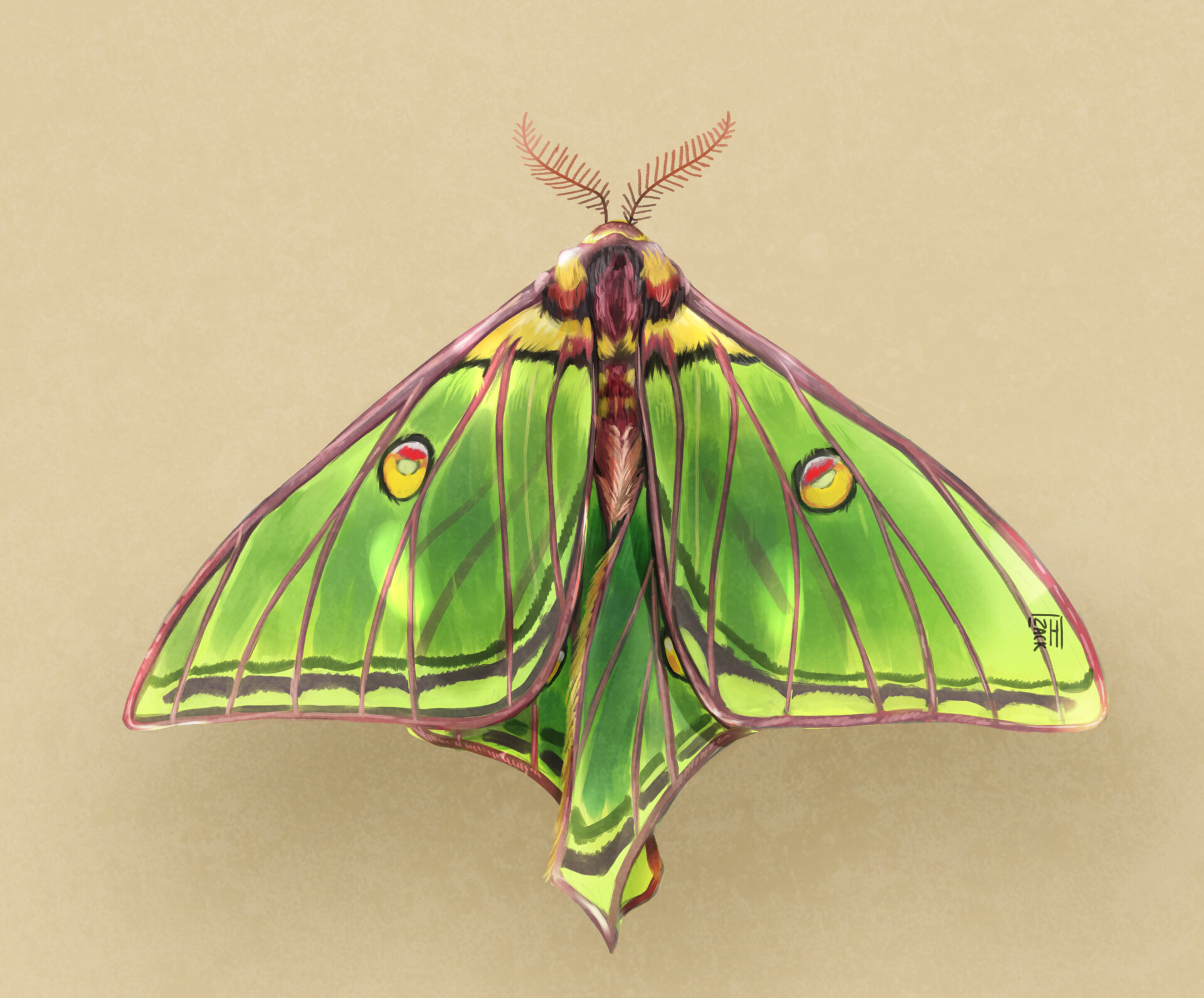 Florian Lamousse Graellsia Isabellae
