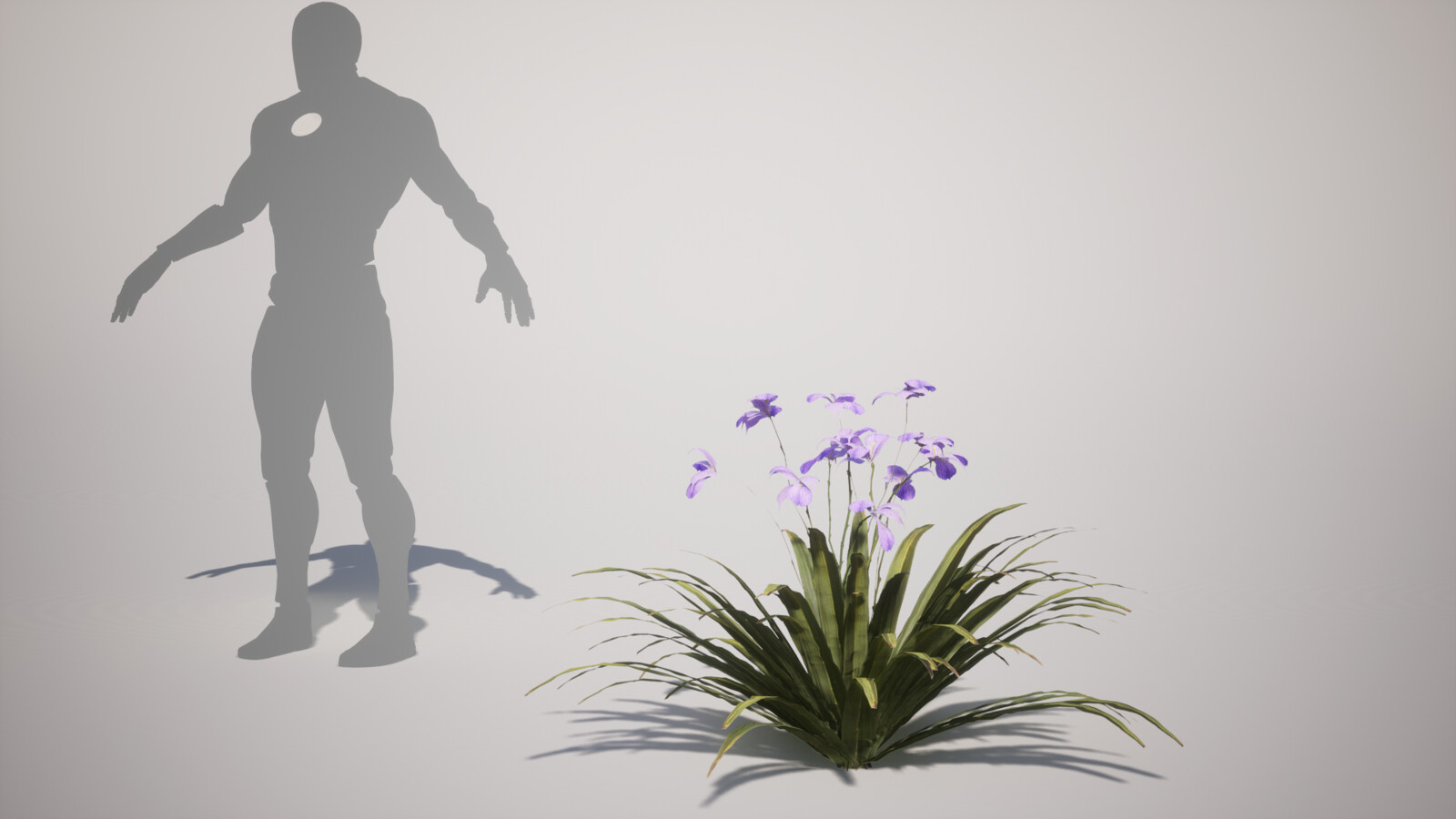 Giant ApostleIris