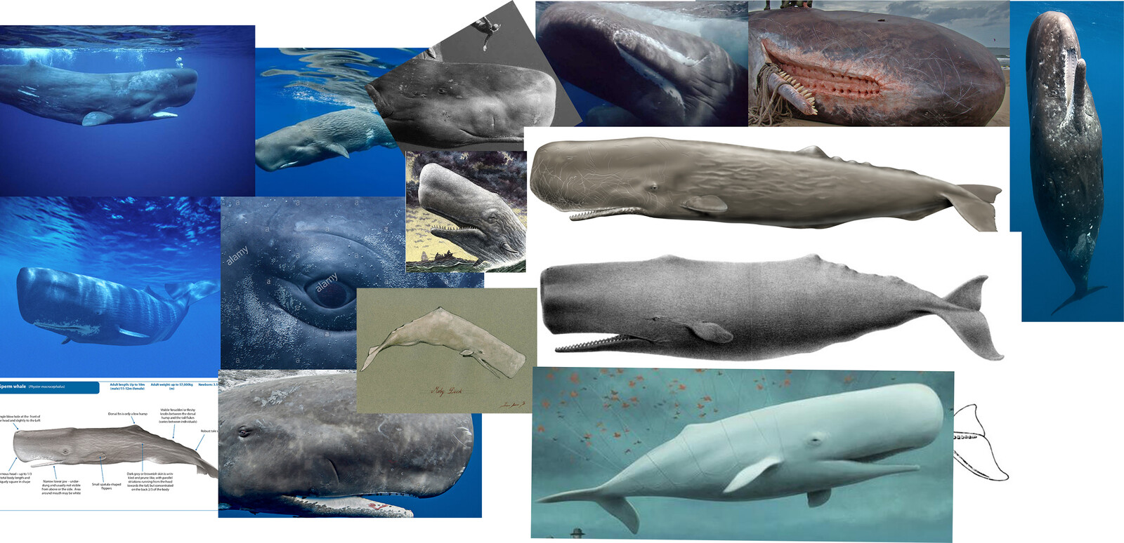 Whale refs