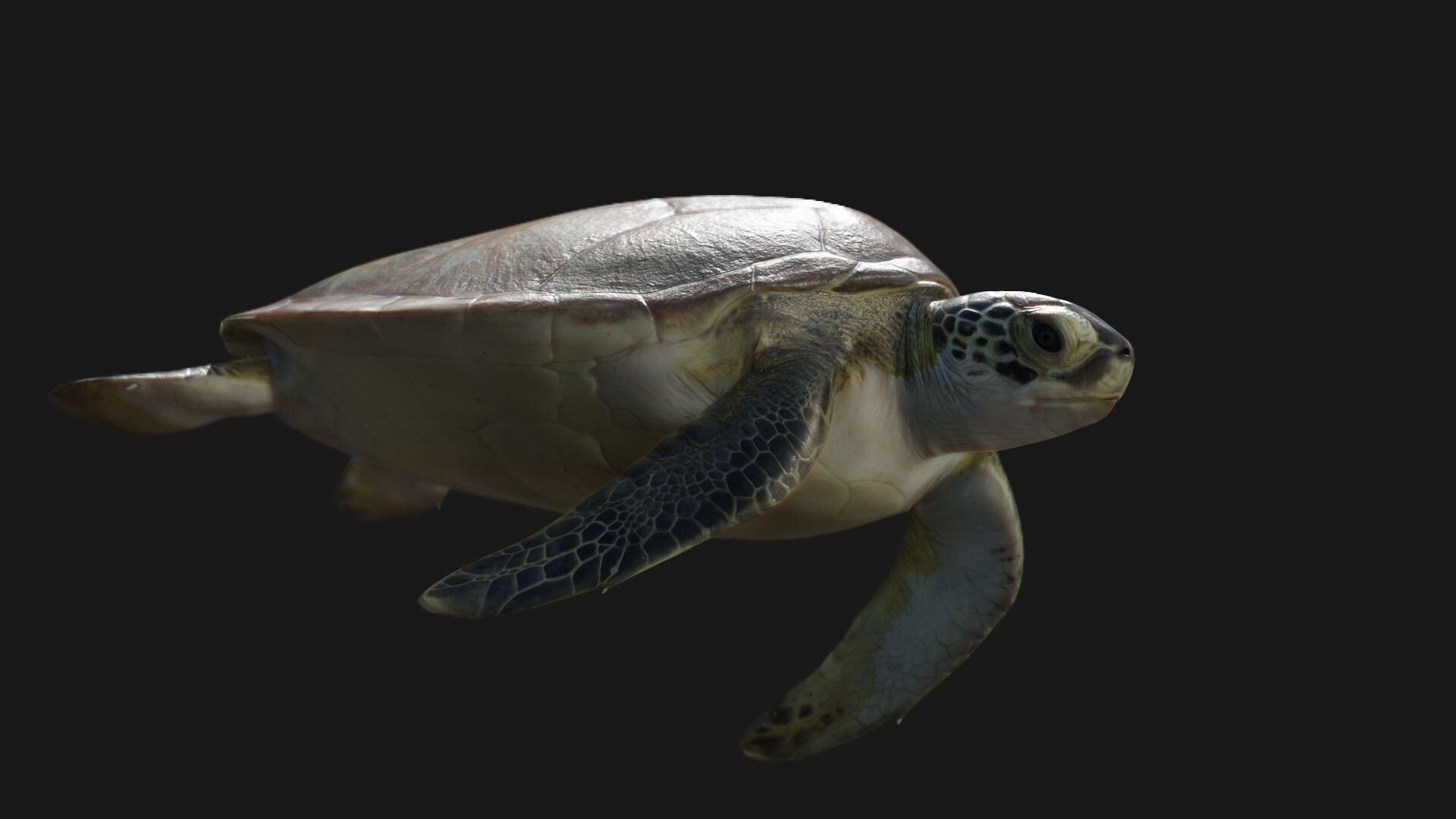 Johnson Martin - Juvenile Green Sea Turtle