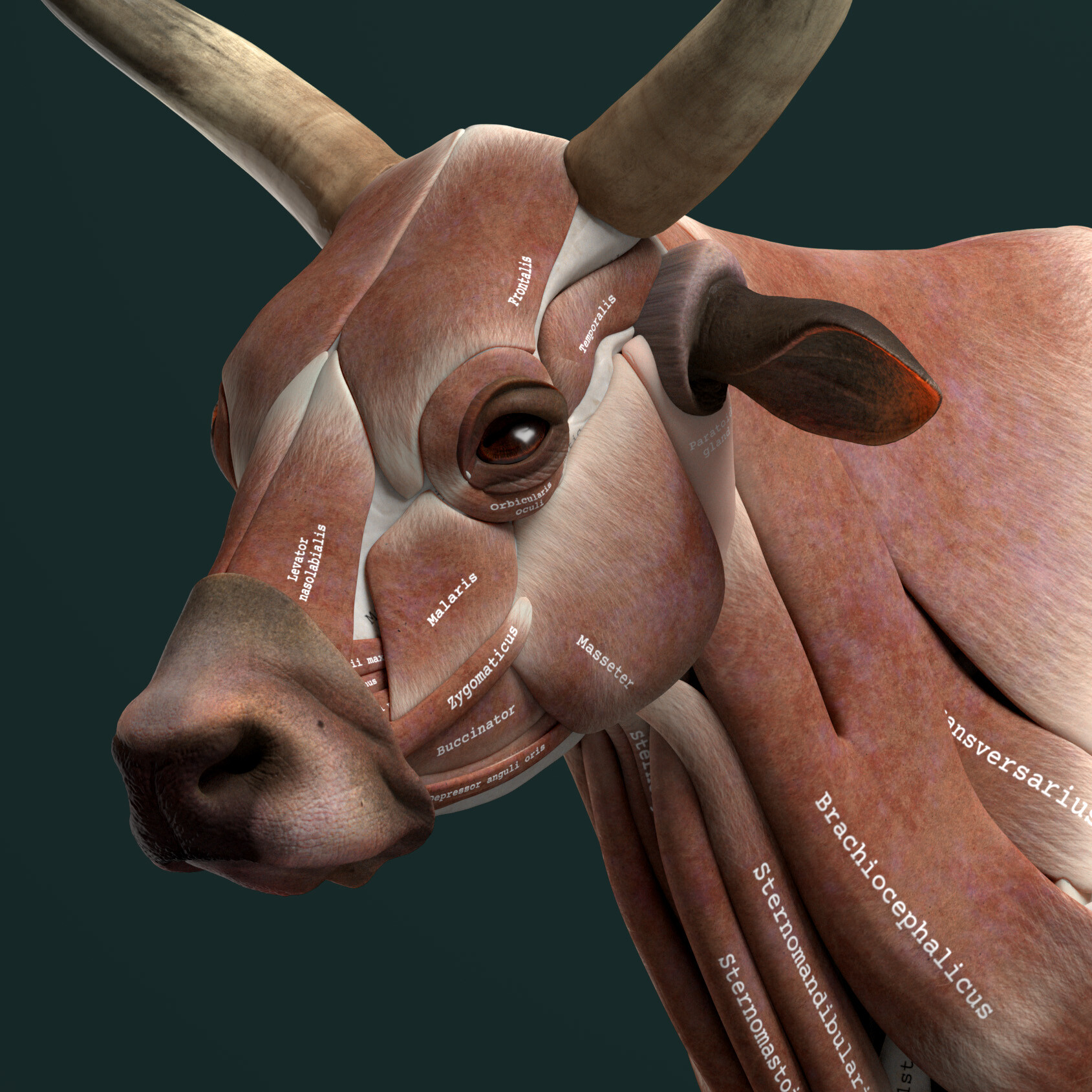Artstation Ruminant Anatomy For 3d Artists Bull