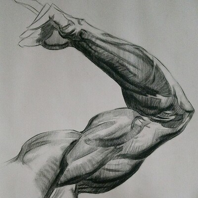Dylan macko anatomy intensives arm and leg arm final renderings part 4
