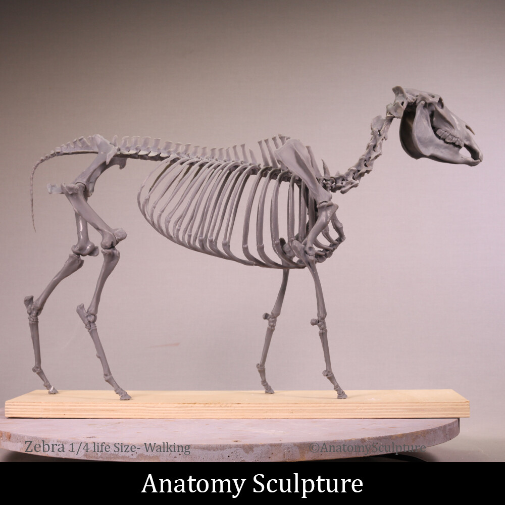 Artstation The Chapman S Zebra 1 4 Scale Full Skeleton Andrea Blasich