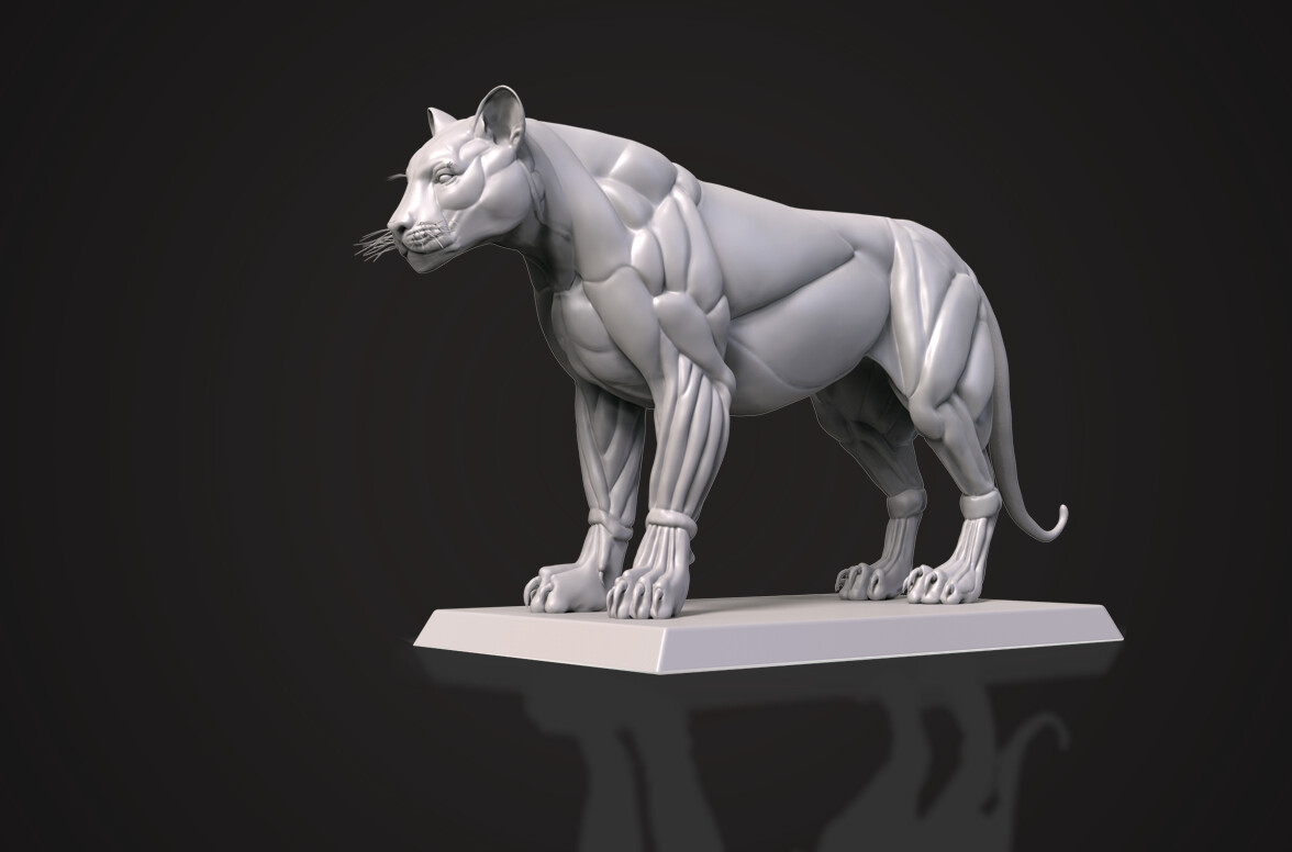 Katerina Grinkevich Tiger Anatomy model