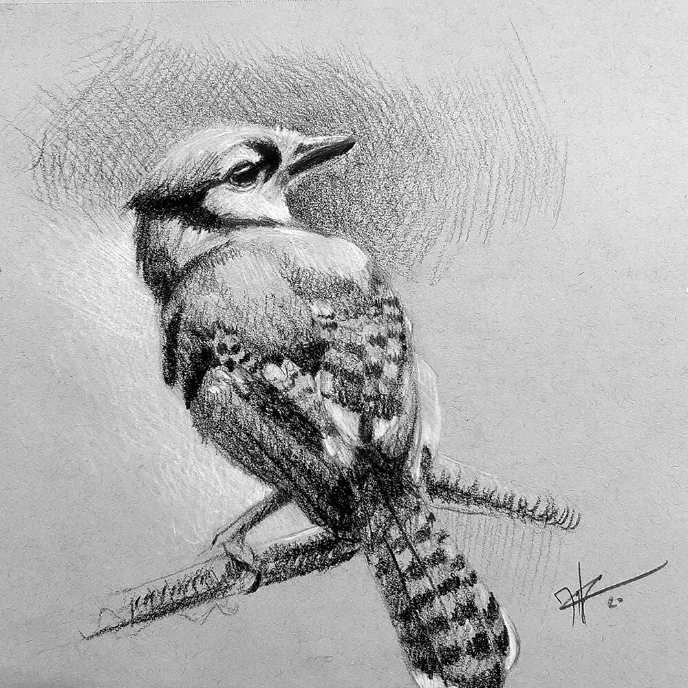 Artstation Blue Jay Study On Toned Paper Mylaine Blain Artstation Blue Jay Study On Toned Paper Mylaine Blain