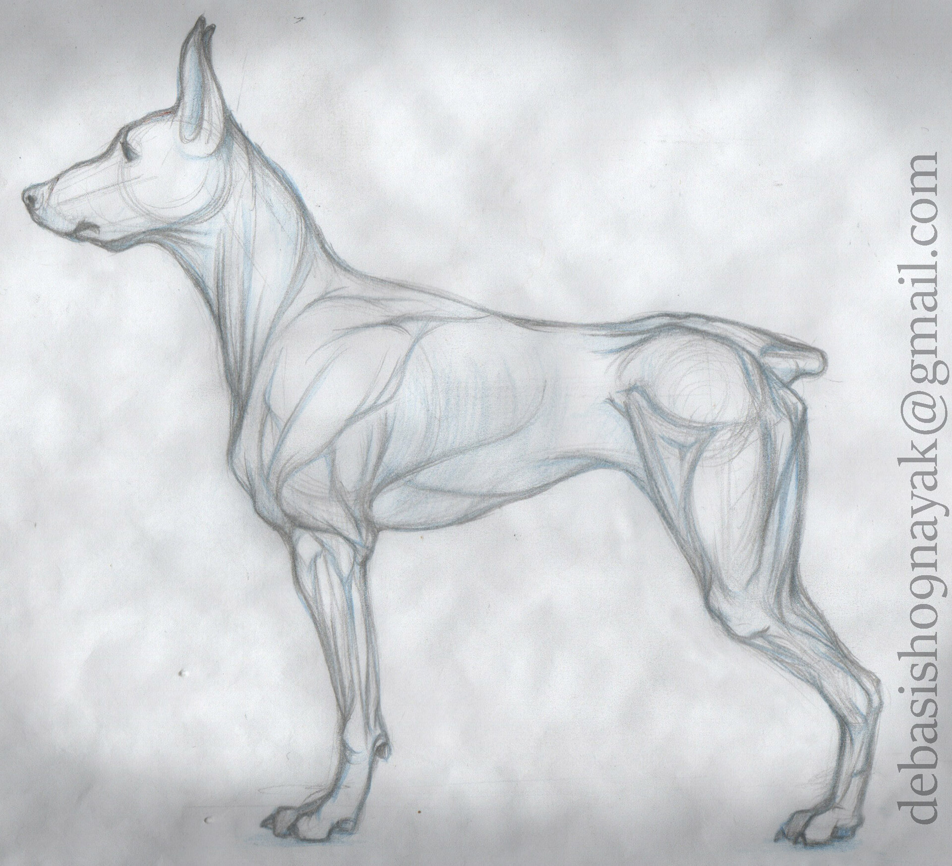ArtStation Dog Anatomy study sketch