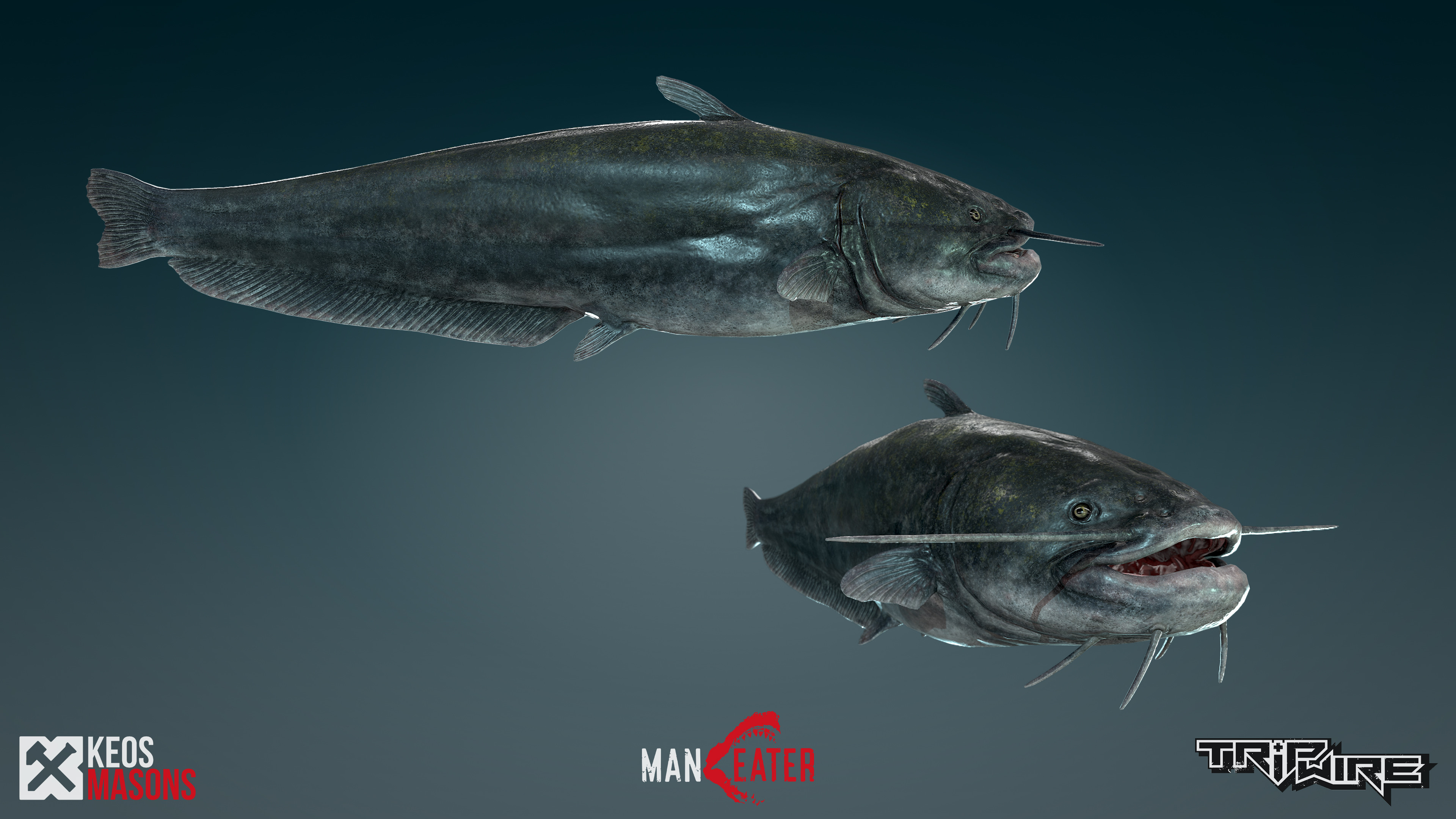 Keos Masons Maneater Catfish Keos Masons Maneater Catfish