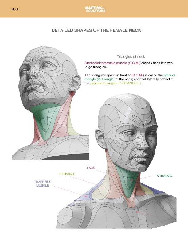 Female neck anatomy shapes
