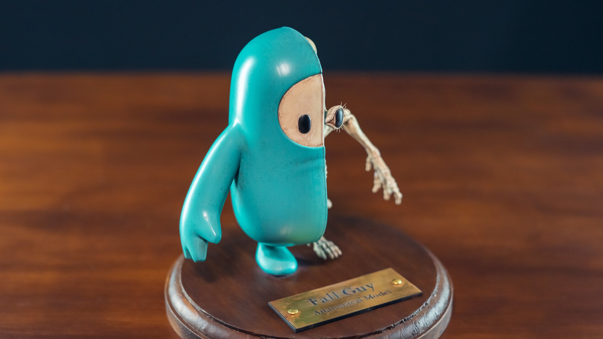 acxyz creativ - Fall Guy Anatomical Model