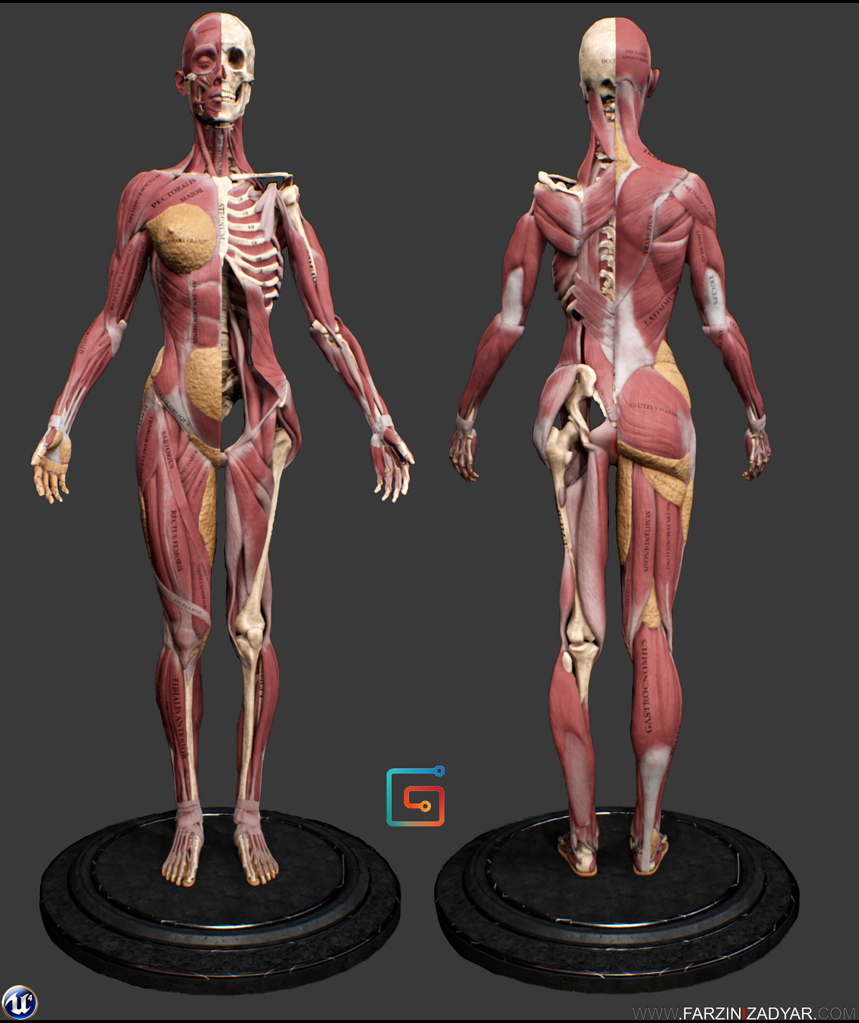 Farzin Izadyar - Female Anatomy Kit