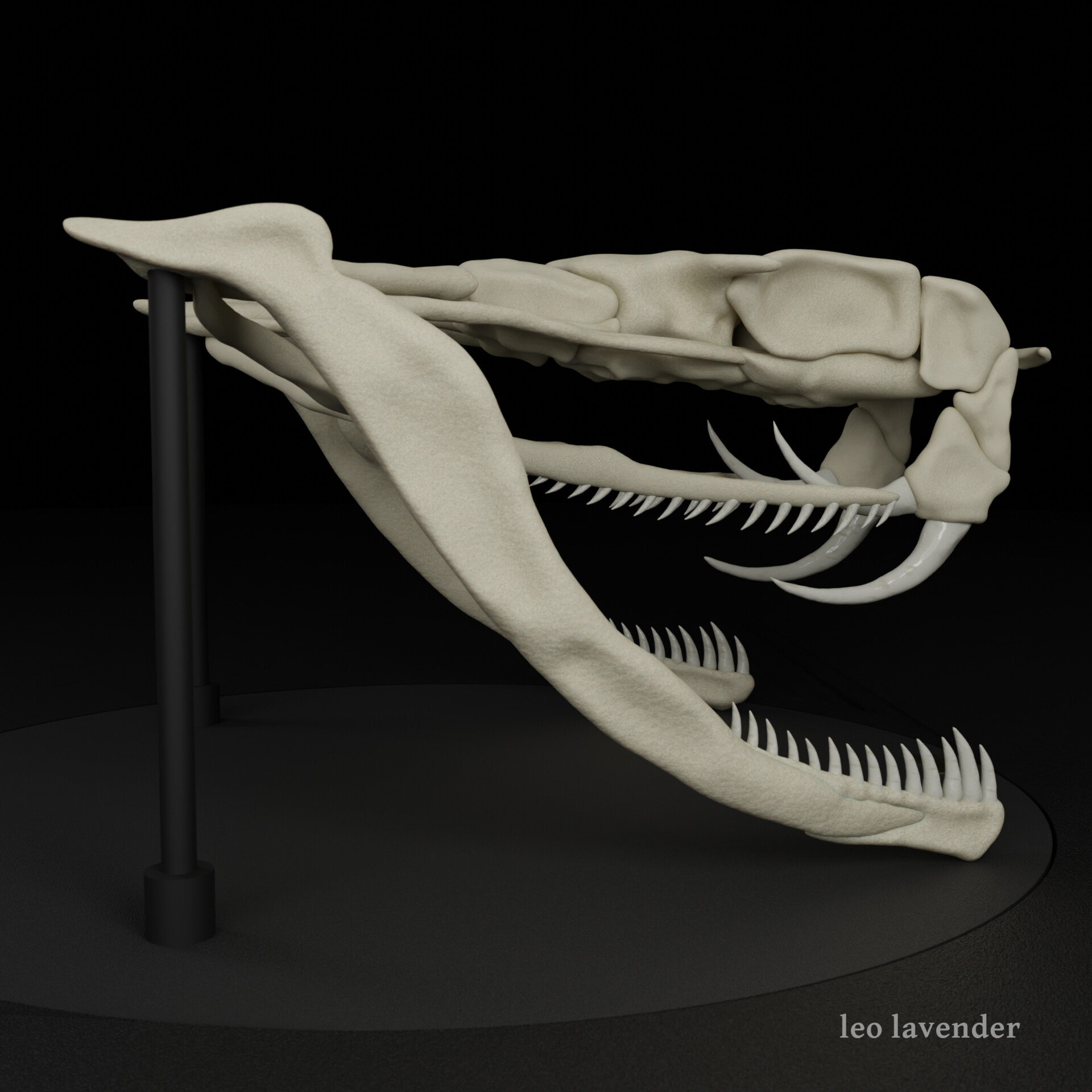 Snake Skull Anatomy